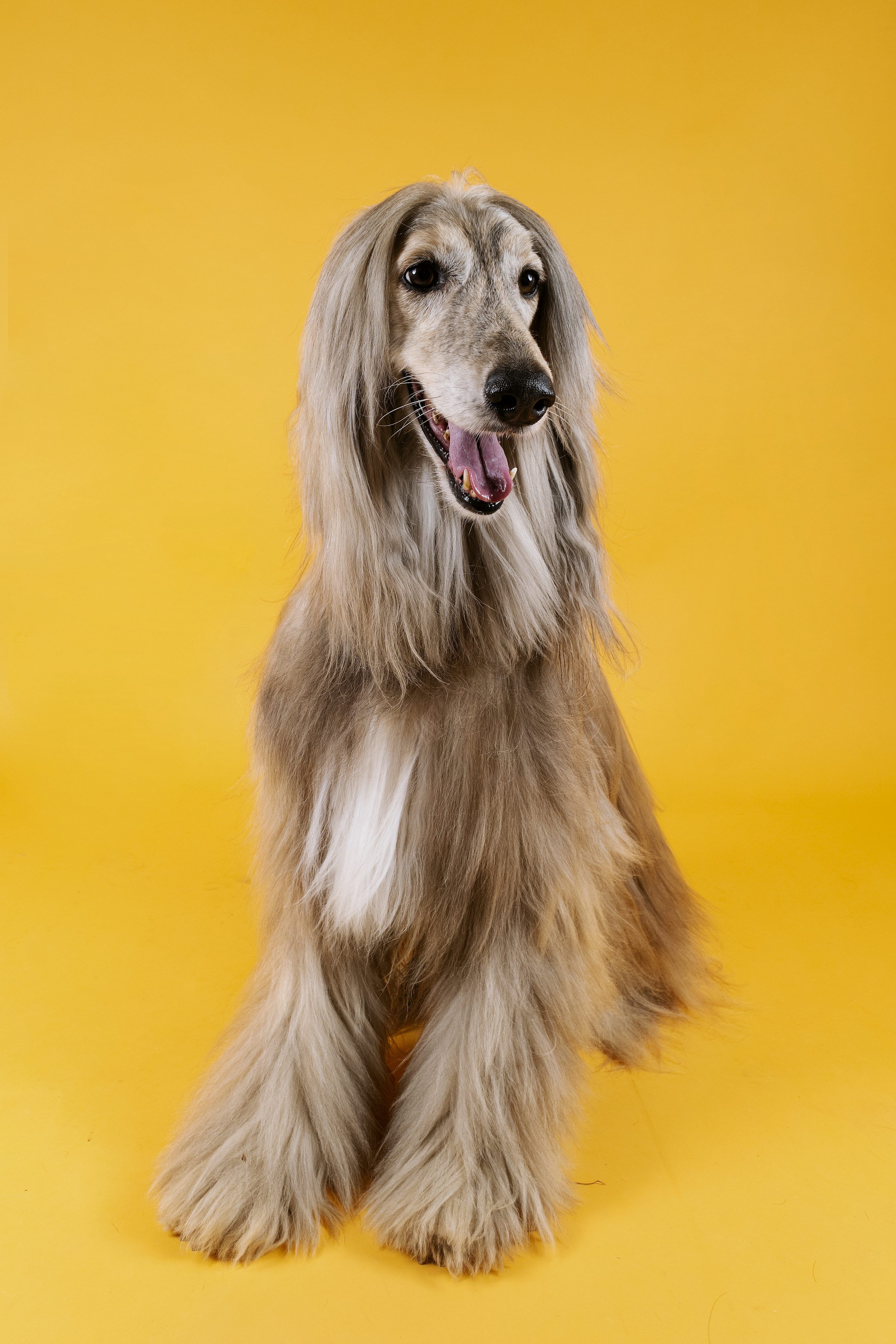 3000x4500 Afghan Hound Picture. Download Free Image