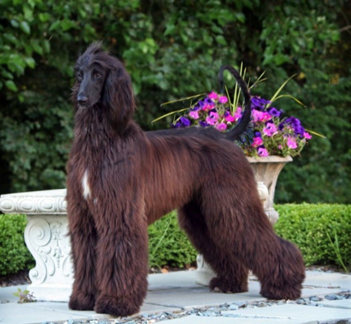 1122x1036 Afghan Hound and flowers photo and wallpaper. Beautiful Afghan Hound and flowers picture