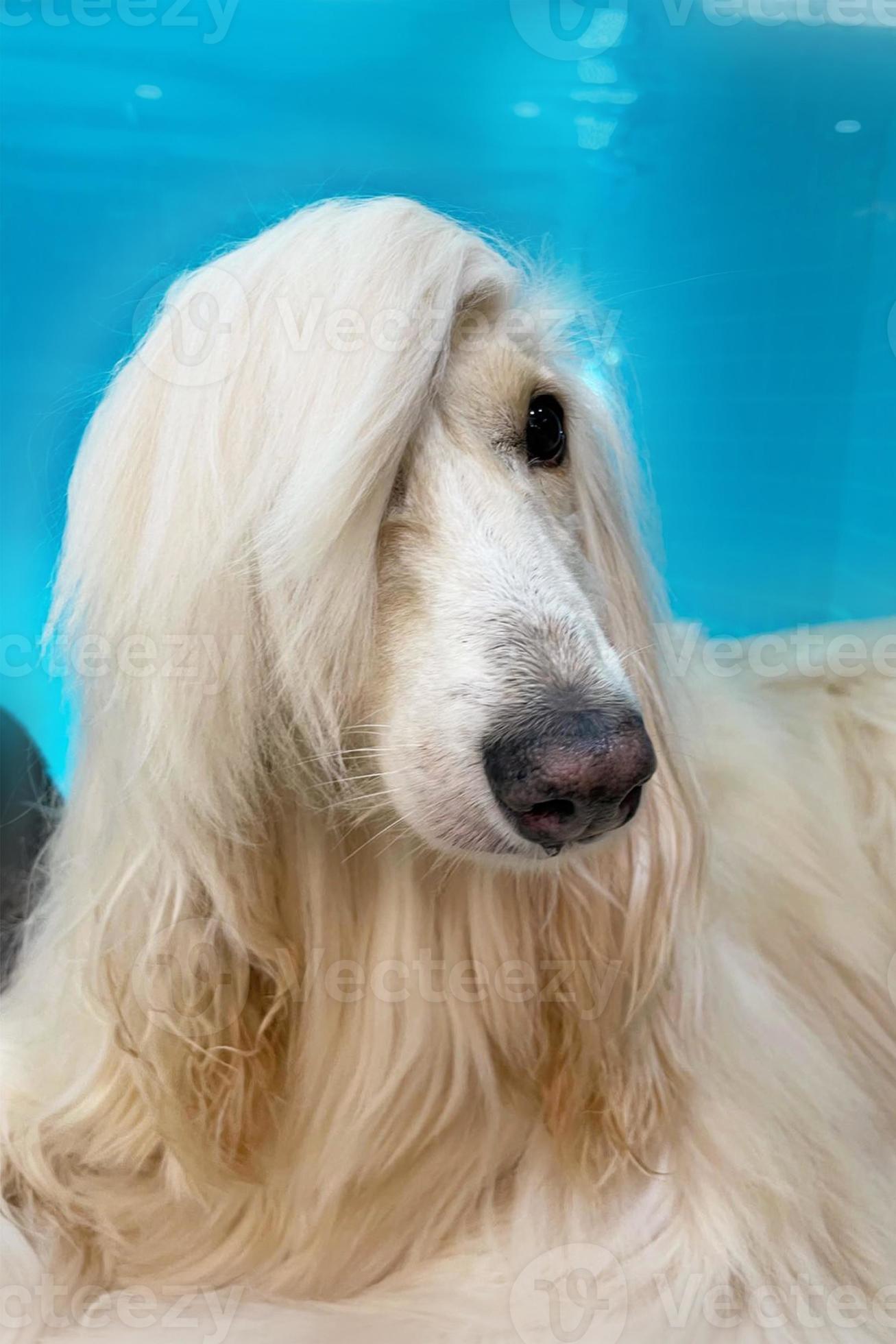1307x1960 Portrait Of An Afghan Hound On A Blue Background. Long Haired Dog For Excellent Grooming. Luxury Afghan Hounds, Dogs. Beauty Salon, Grooming, Dog Care, Hairstyles For Dogs