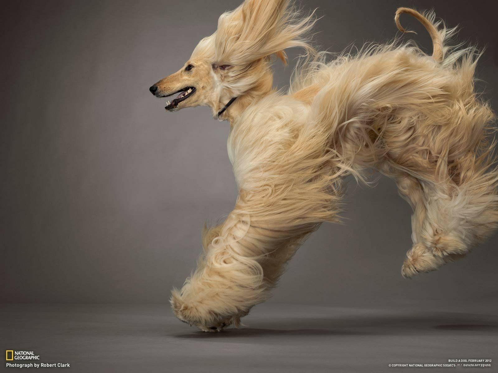 1600x1200 Airborne Afghan Hound