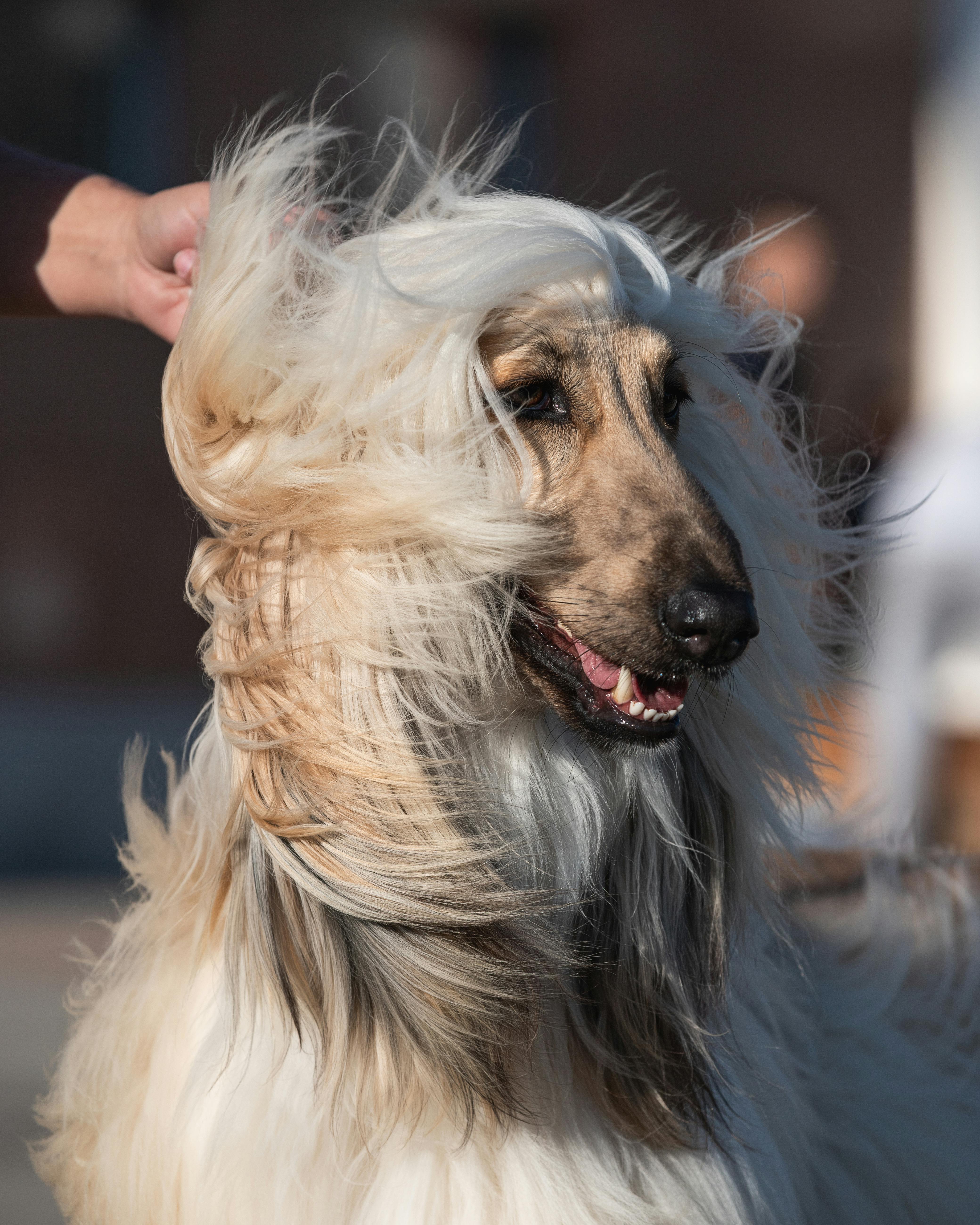 4160x5200 Afghan Hound Photo, Download The BEST Free Afghan Hound & HD Image