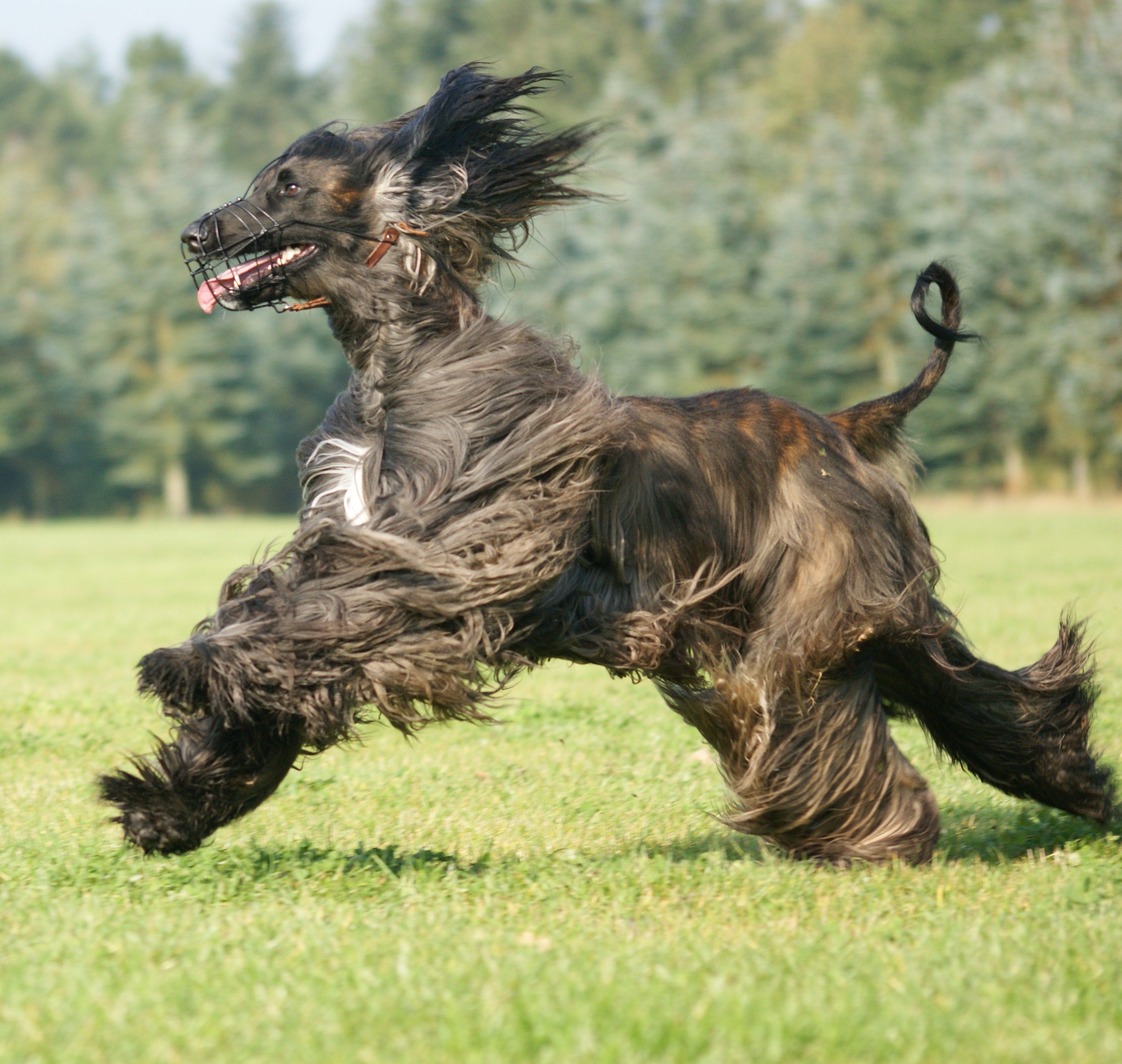 3077x2919 Cute running Afghan Hound photo and wallpaper. Beautiful Cute running Afghan Hound picture