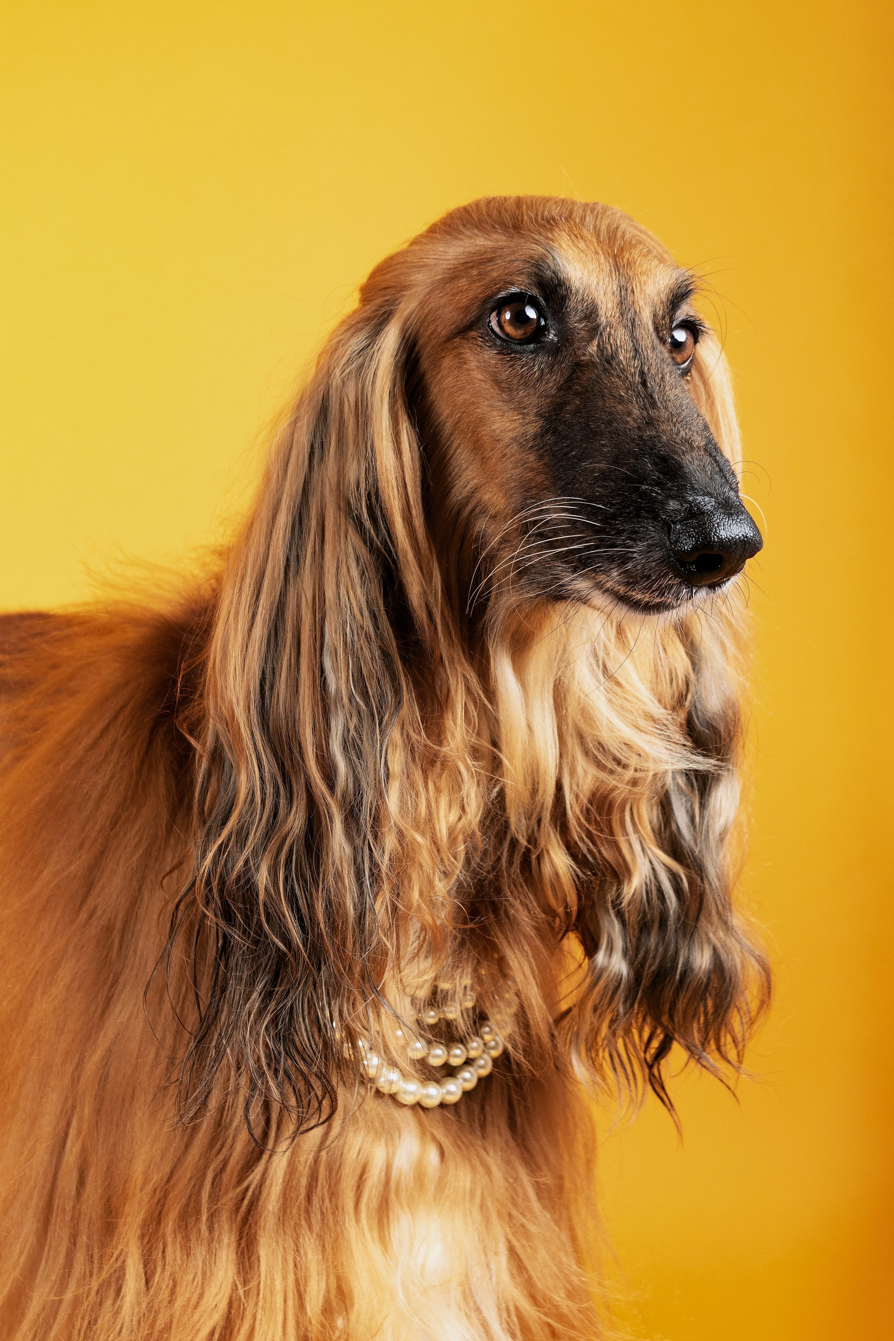 3000x4500 Afghan Hound Picture. Download Free Image