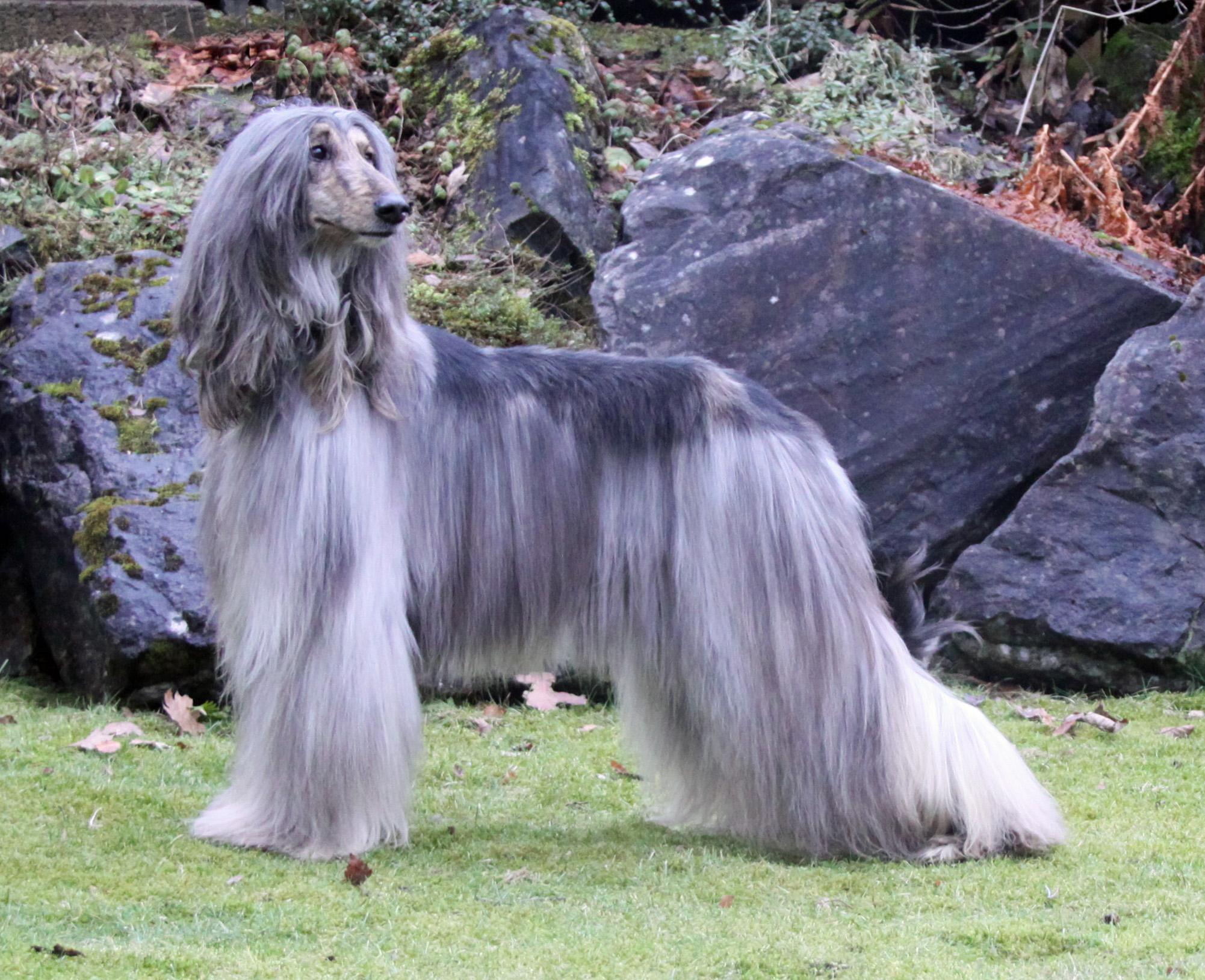 2002x1629 Download Dog Animal Afghan Hound HD Wallpaperx1629