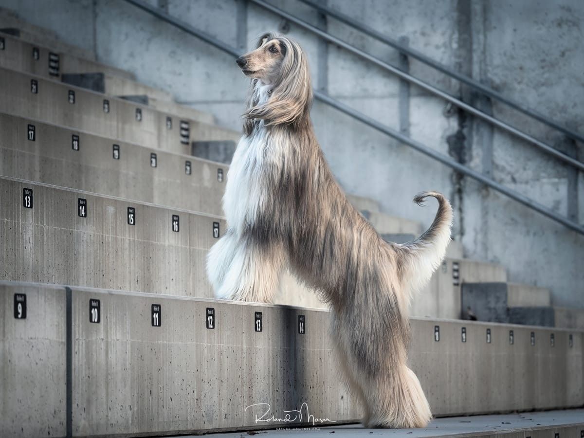 1200x900 Afghan Hounds ideas. afghan hound, hound, afghan