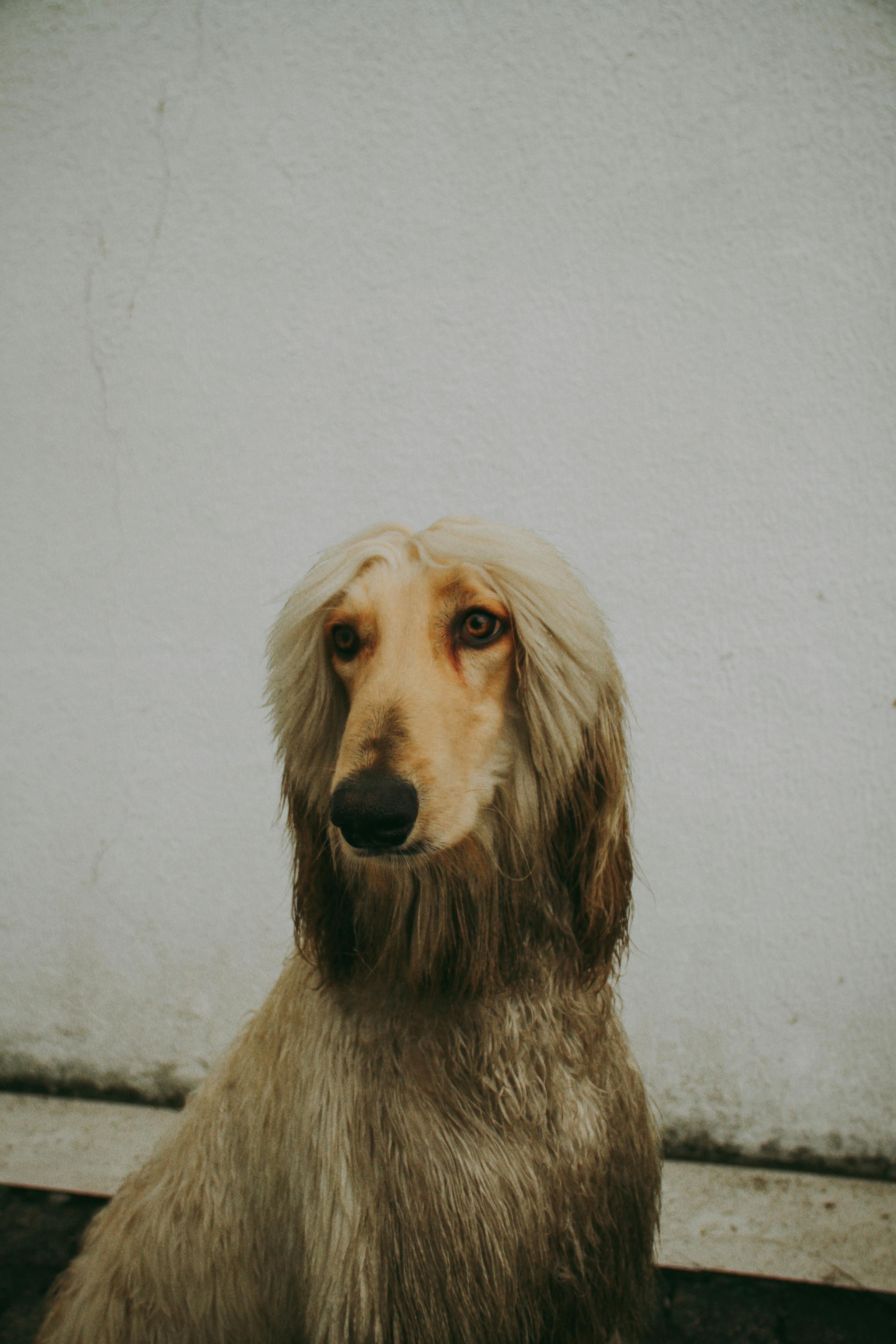 2592x3888 Afghan Hound Photo, Download The BEST Free Afghan Hound & HD Image