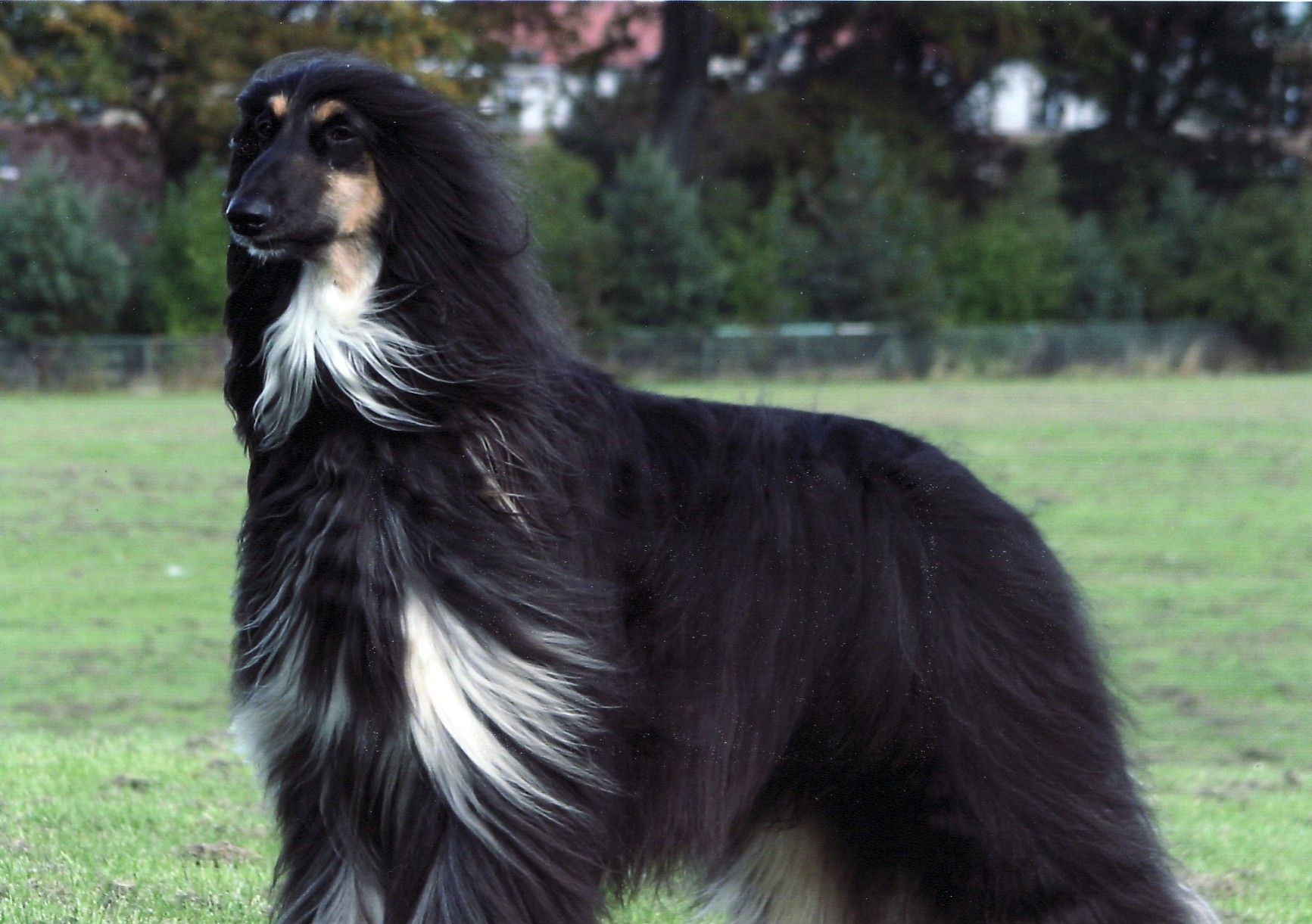 1733x1221 Black Afghan Hound photo and wallpaper. Beautiful Black Afghan Hound picture