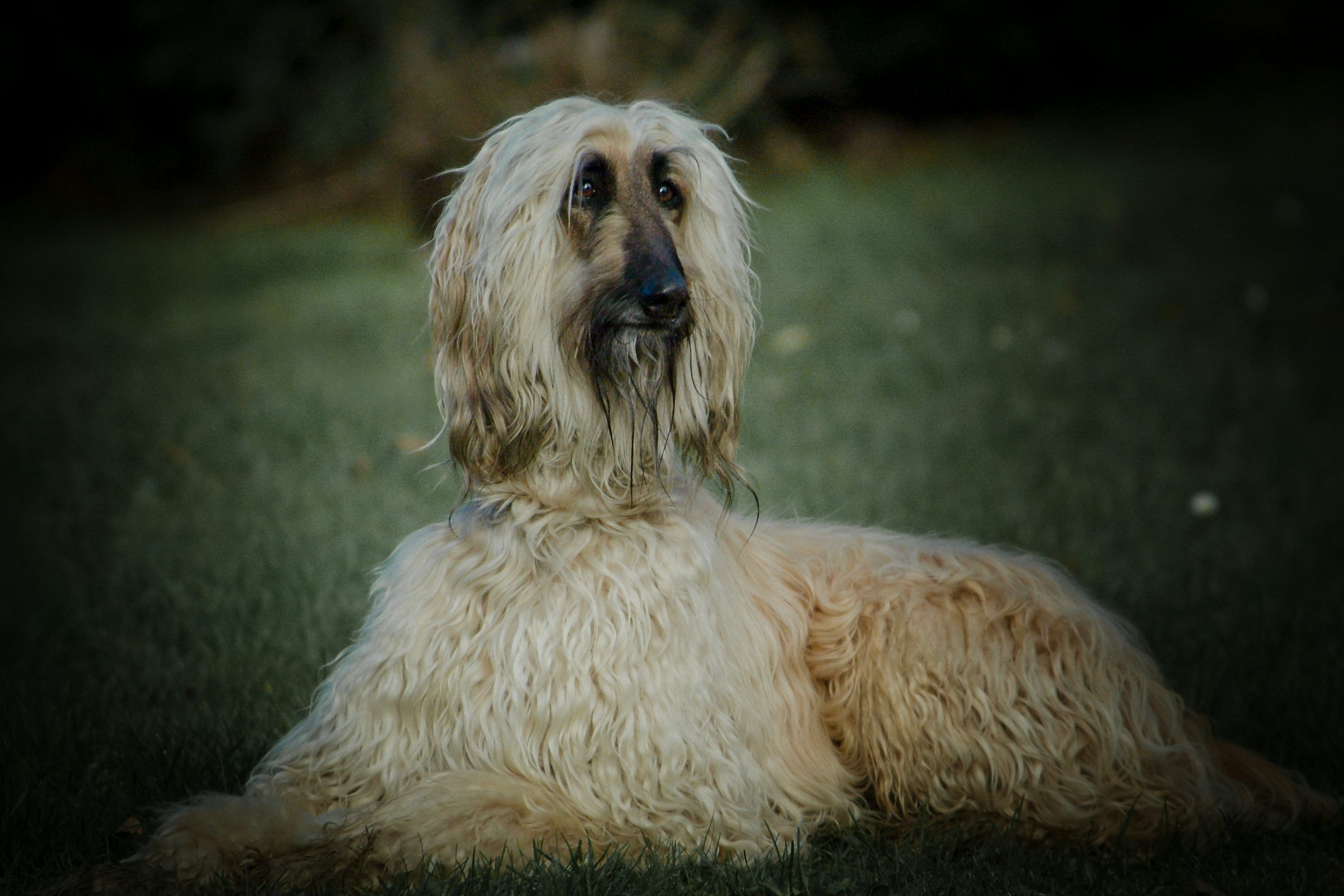 3000x2000 Afghan Hound Picture. Download Free Image