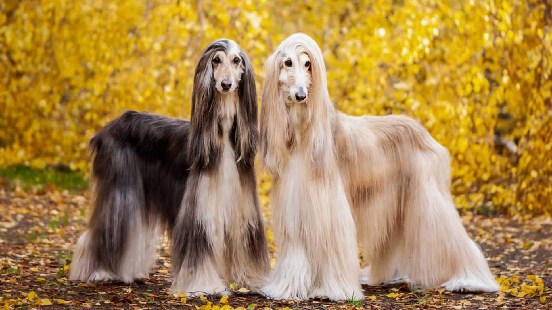 1920x1080 Afghan Hound dog grooming: Take note of these tips