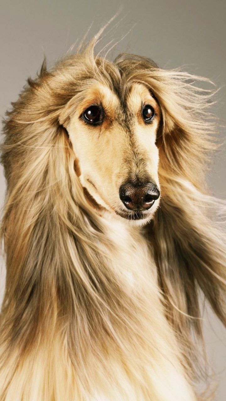 720x1280 Afghan Hound Wallpaper 1920x1280 80980