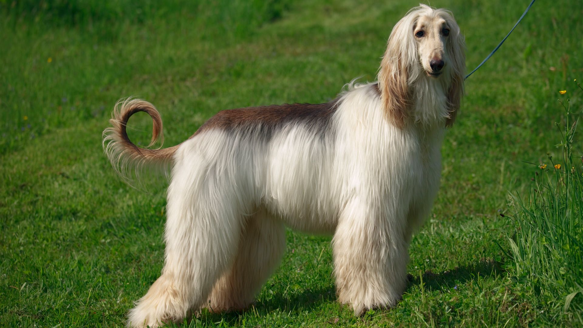 1920x1080 Afghan Hound Majesty
