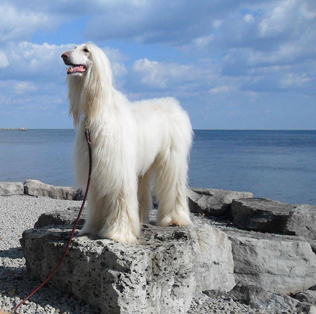 1030x1024 AFGHAN HOUND
