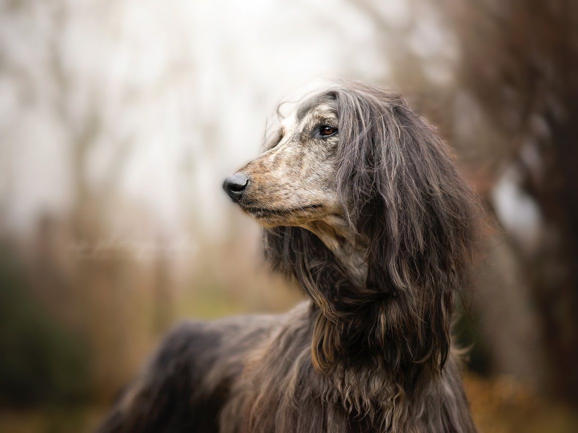 1152x864 Afghan Hound Best Wallpaper 73355