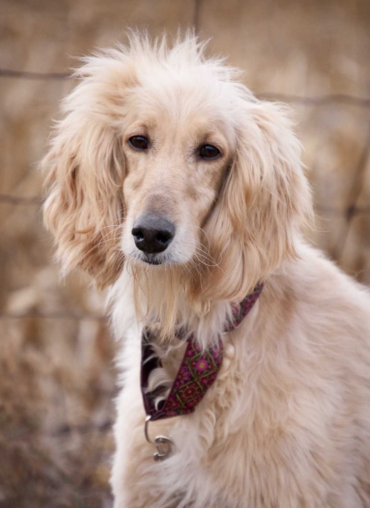 1200x1650 Afghan Hound with ethnic collar photo and wallpaper. Beautiful Afghan Hound with ethnic collar picture