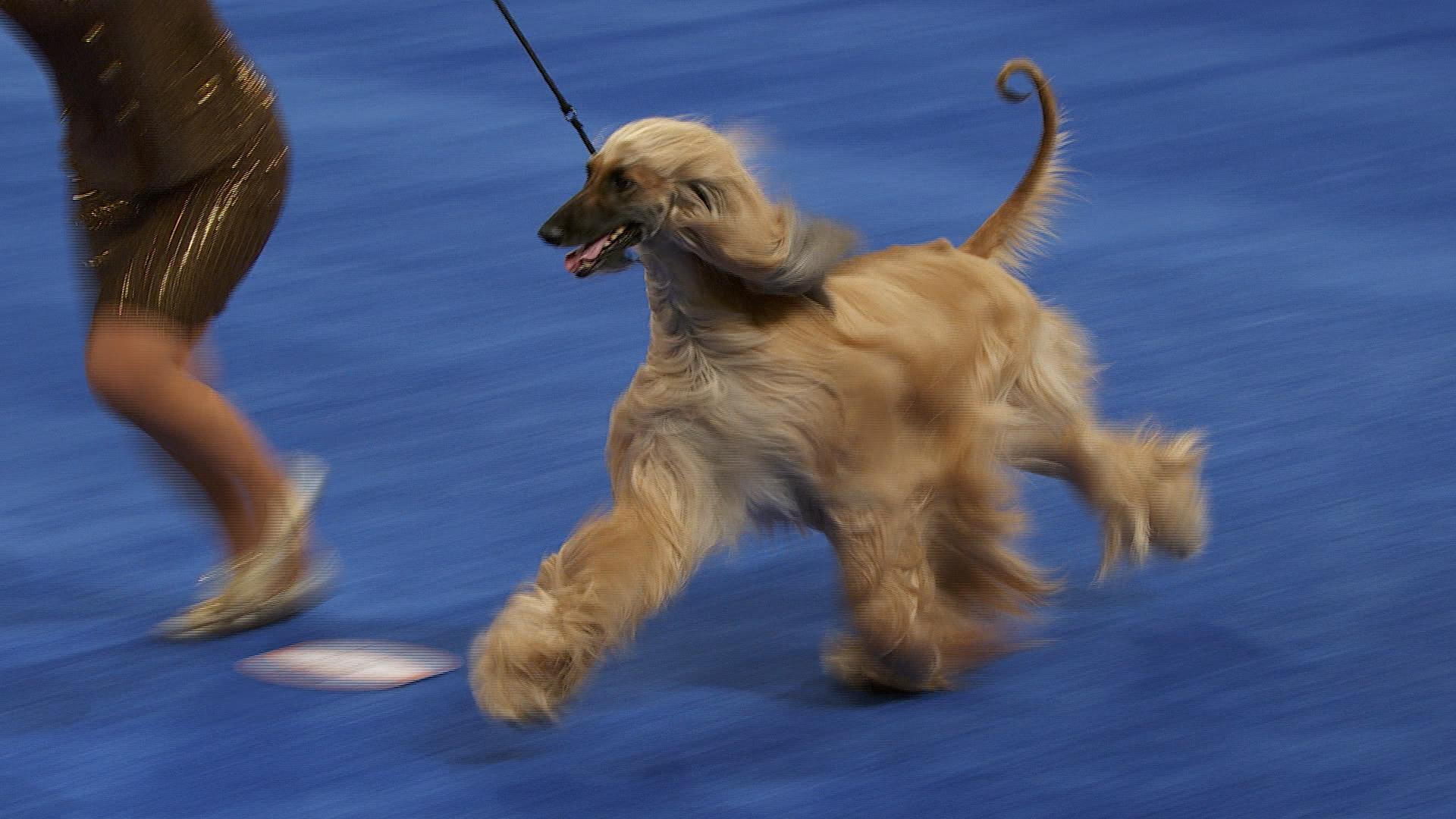 1920x1080 NDS: Afghan Hound