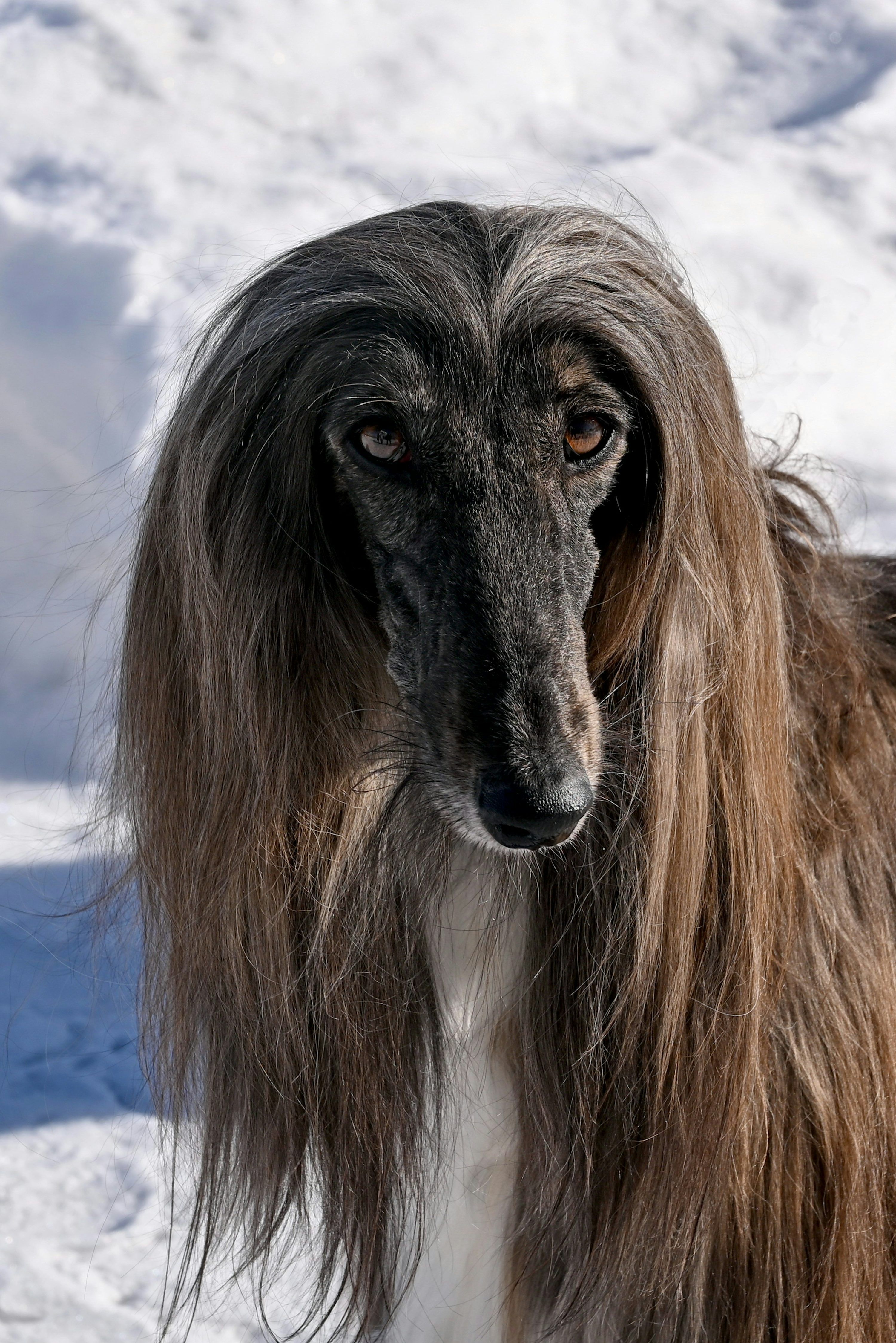 3000x4494 Afghan Hound Picture. Download Free Image