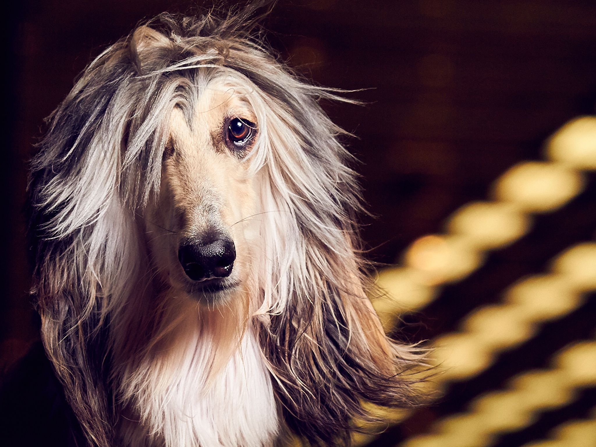 2048x1536 Afghan Hound Wallpaper