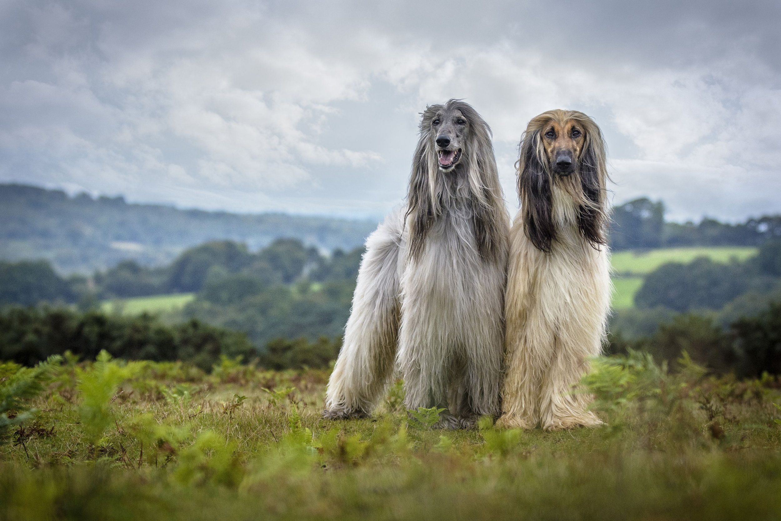 2500x1667 Kennel Club's Dog Photographer of the Year awards adorable photo