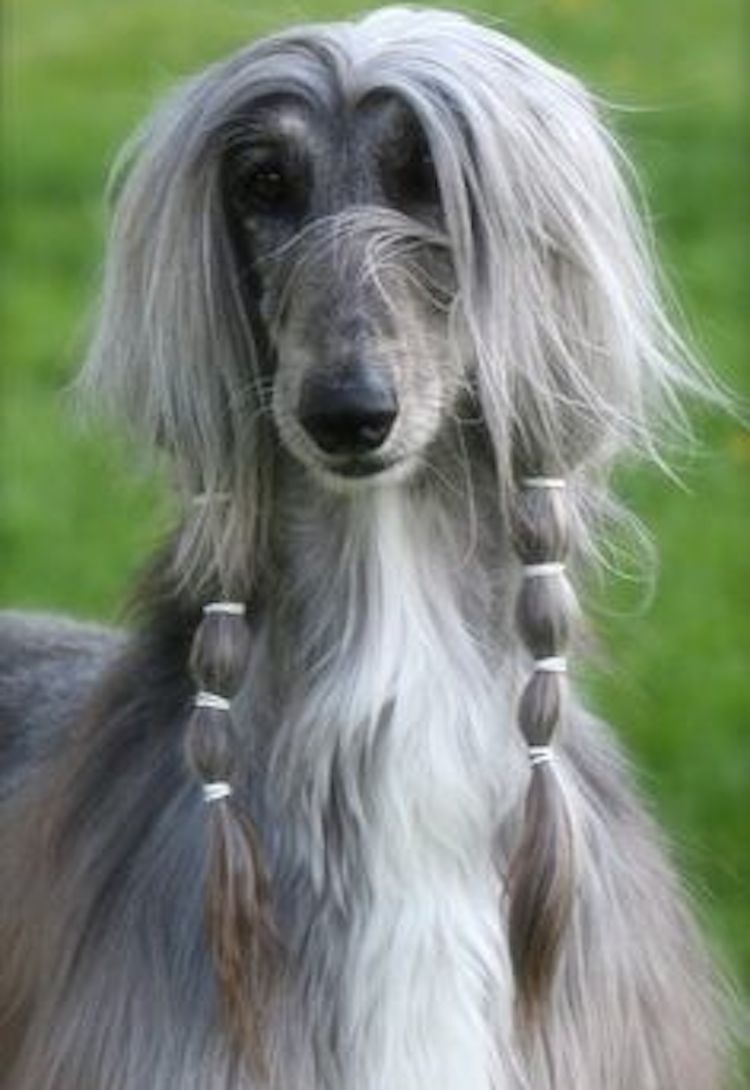 750x1090 Afghan Hound Breed Information, Image, Videos, FAQs