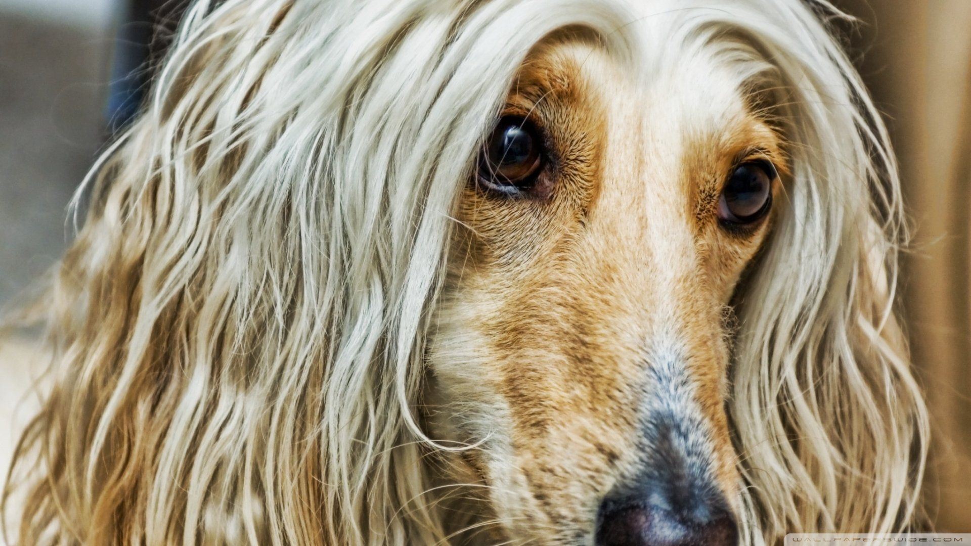 1920x1080 Download Dog Animal Afghan Hound HD Wallpaperx1152