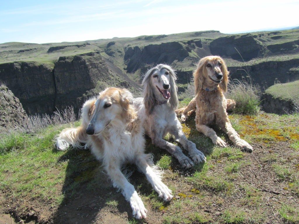 1024x768 Rescued Afghan Hound Earns Utility Dog Title