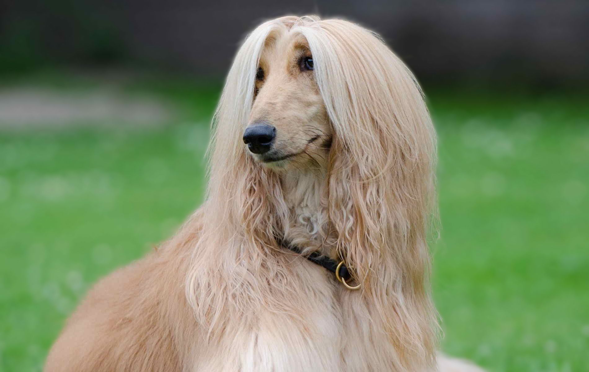 1900x1200 Afghan Hound Best HD Wallpaper 73354