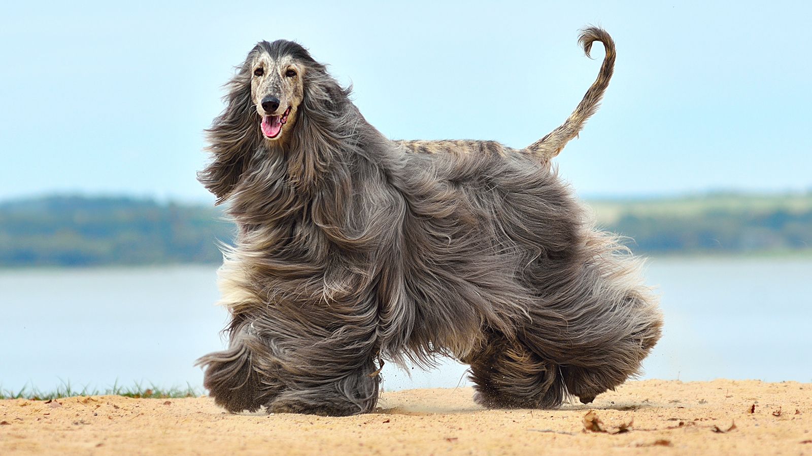 1600x900 'Hypoallergenic' Dogs (No Dog Is Completely Allergen Free)