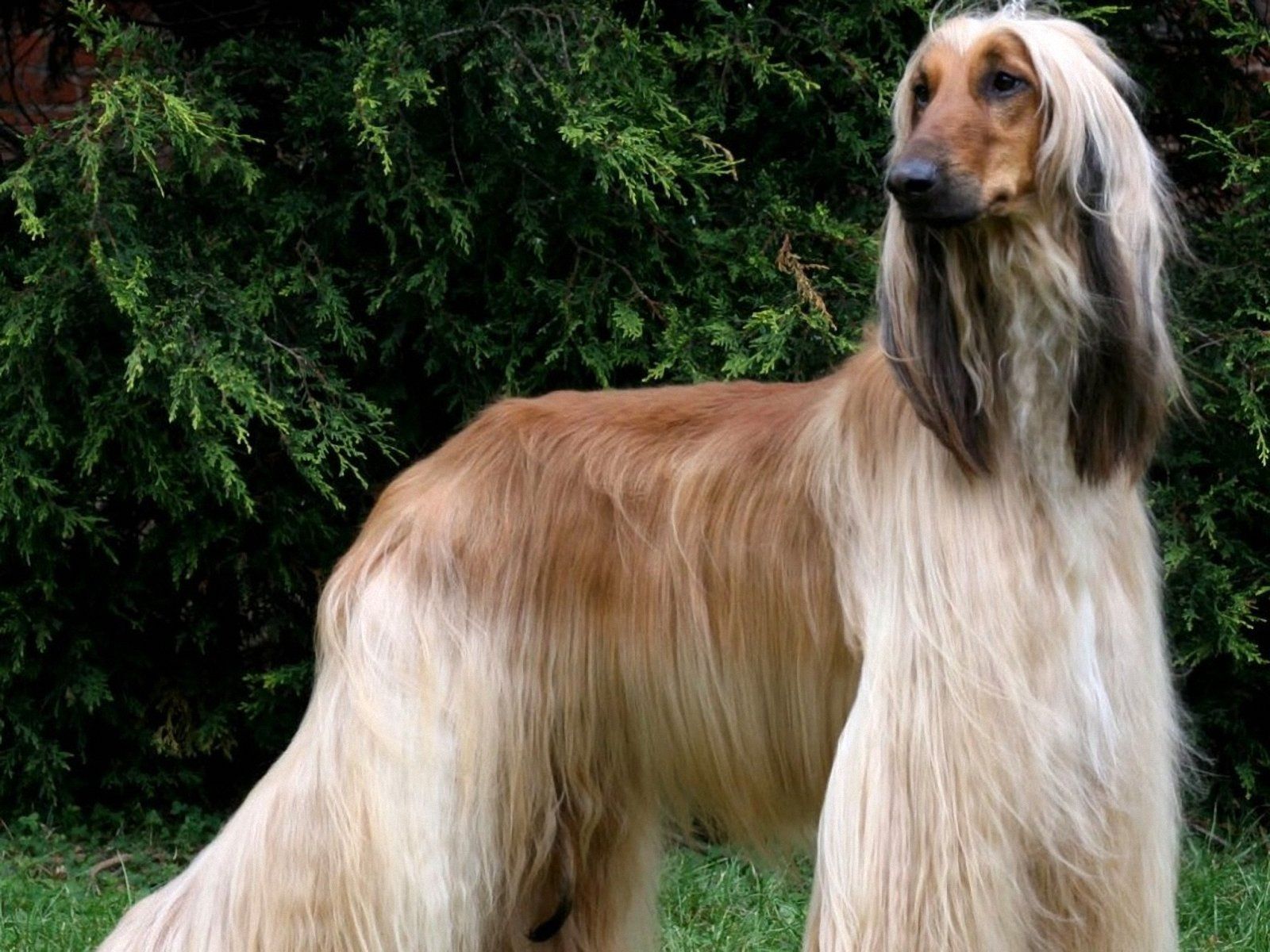 1600x1200 Afghan Hound