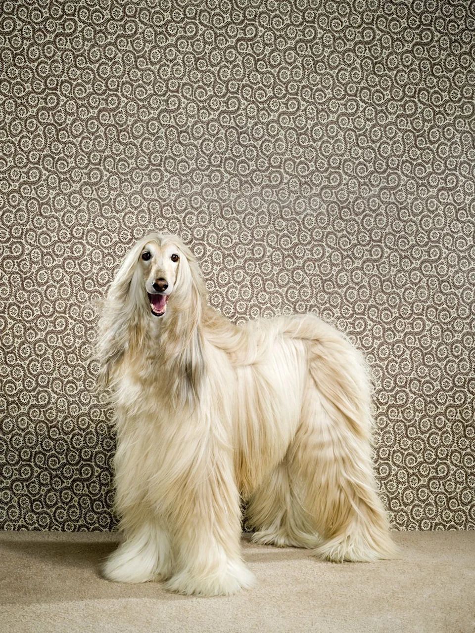 960x1281 These Hypoallergenic Dog Breeds Will Help Reduce Those Sneezes and Sniffles
