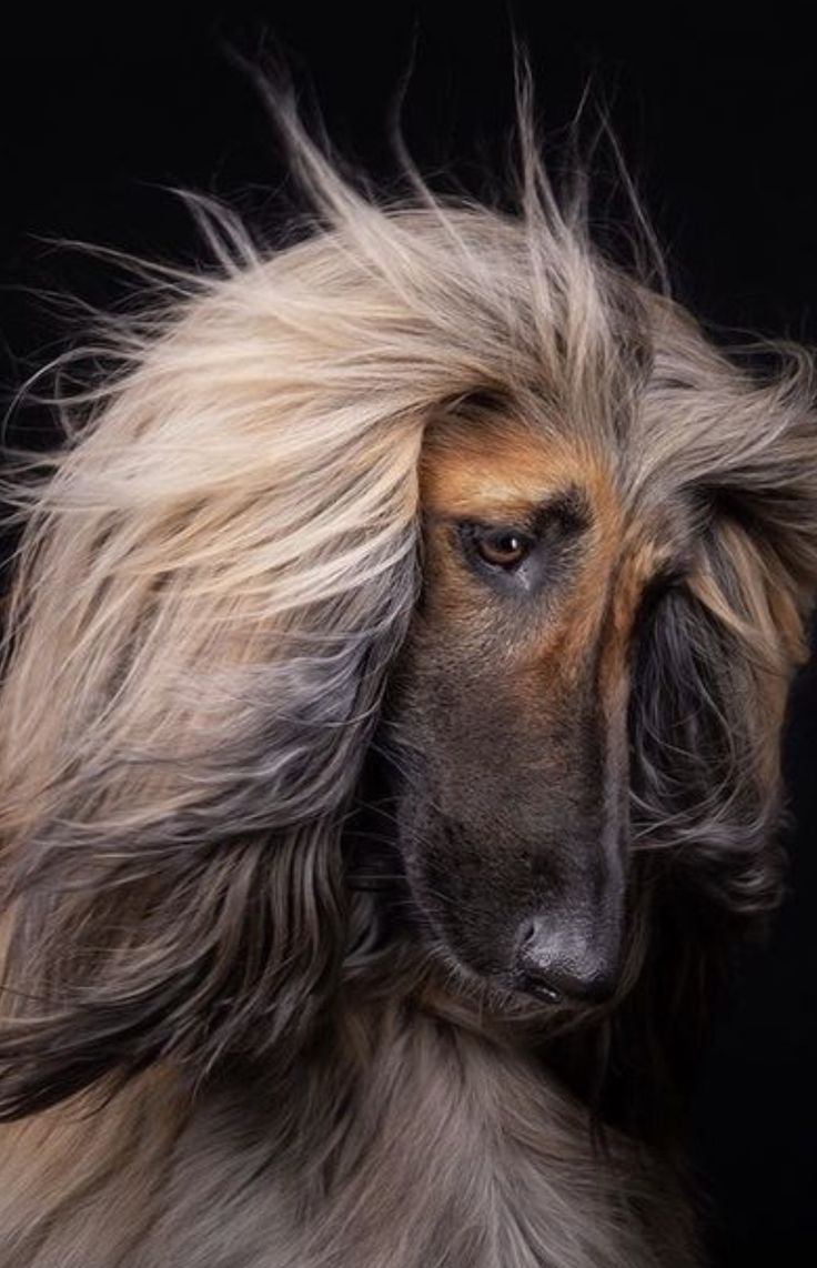 736x1142 Afghan Hound