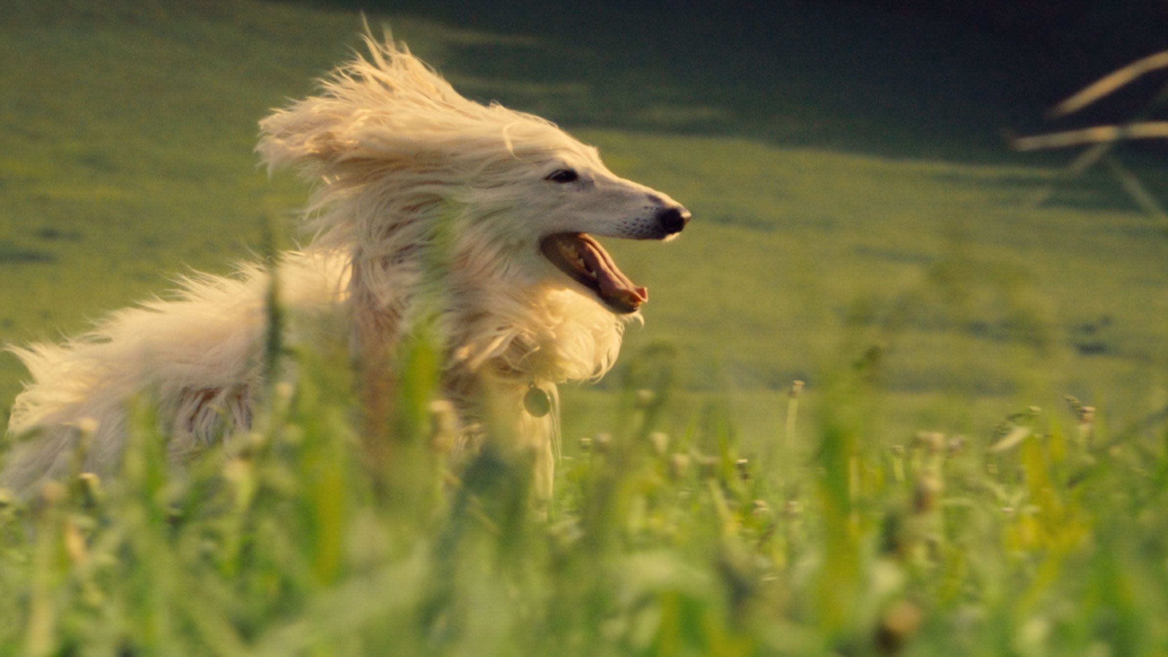 2384x1341 The Farmer's Dog unveils three joyful ads celebrating dogs at peak awesomeness