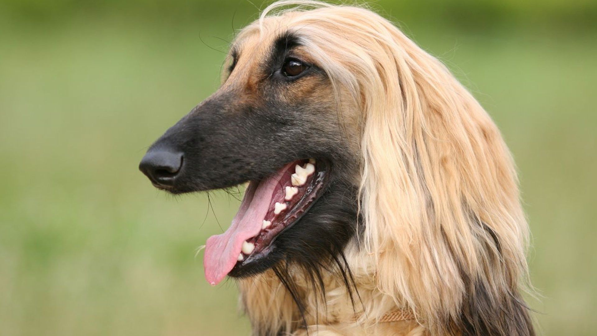 1920x1080 Afghan Hound Widescreen Wallpaper 73368