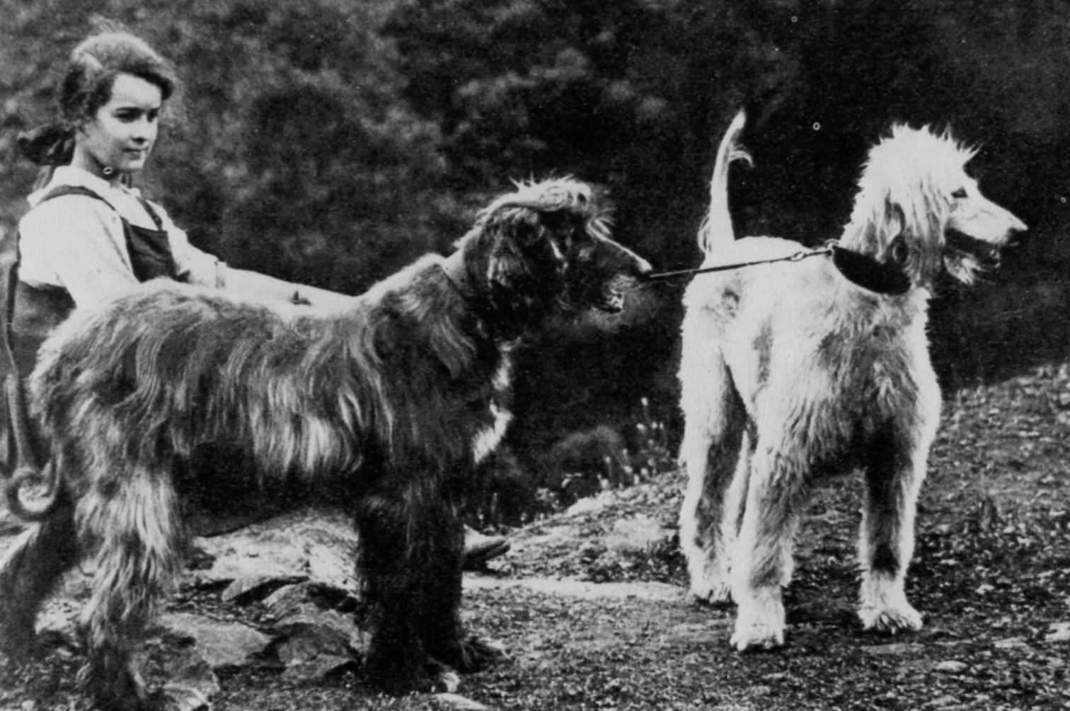 1512x1005 Old black and white afghan hound photo and wallpaper. Beautiful Old black and white afghan hound picture