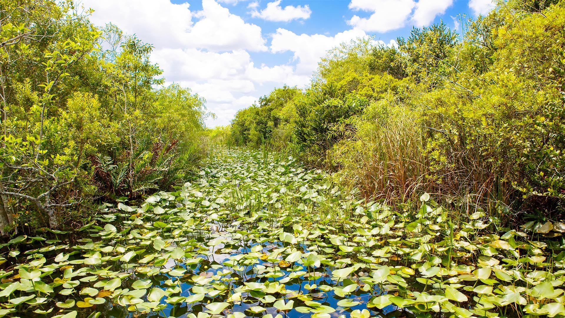 Everglades Wallpapers - Top Free Everglades Backgrounds - WallpaperAccess