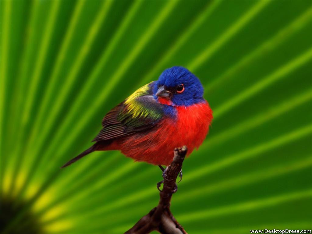1024x768 Desktop Wallpaper Animals Background Everglades National