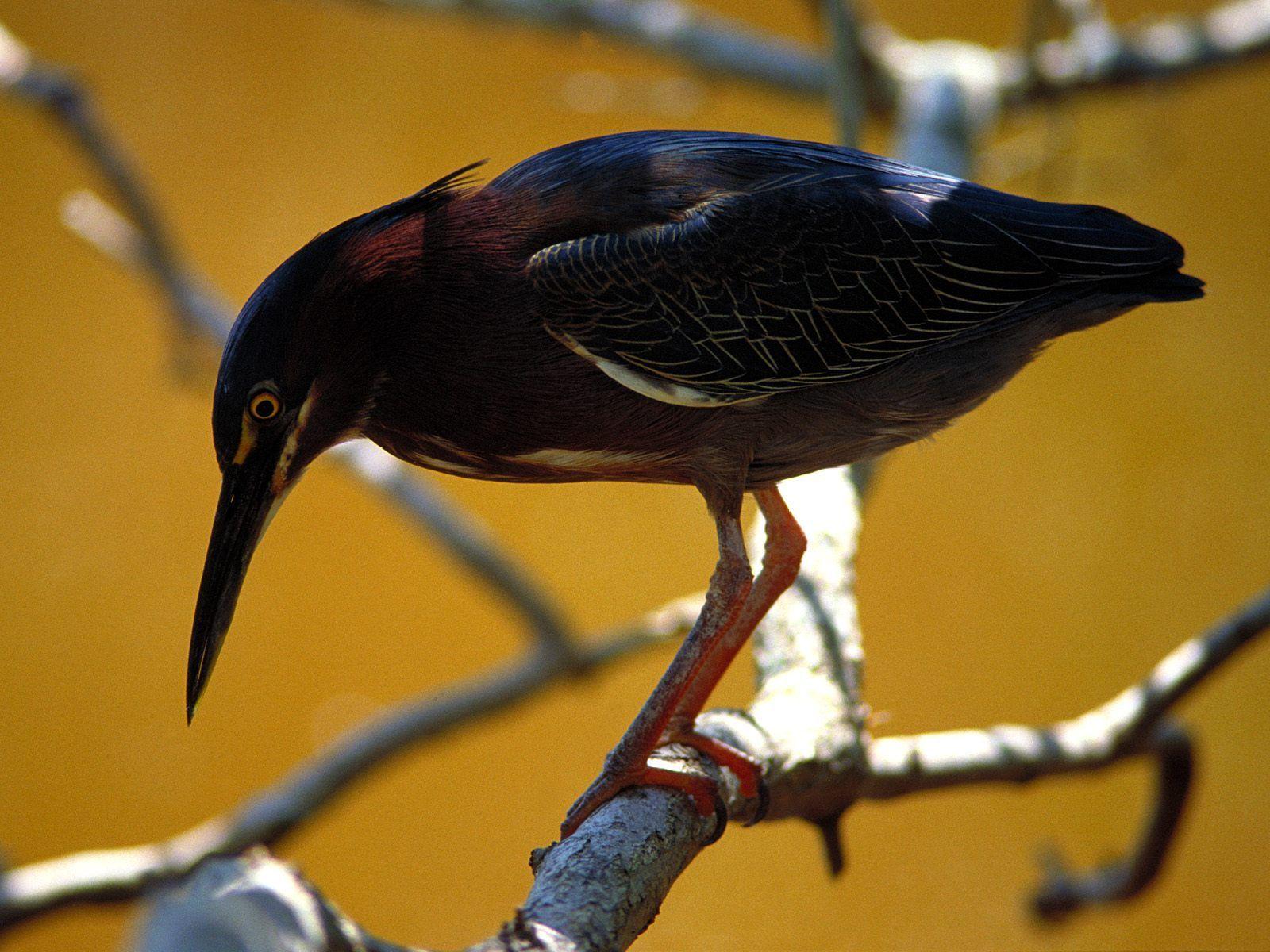 1600x1200 Everglades National Park Animals. Free Green Heron Everglades