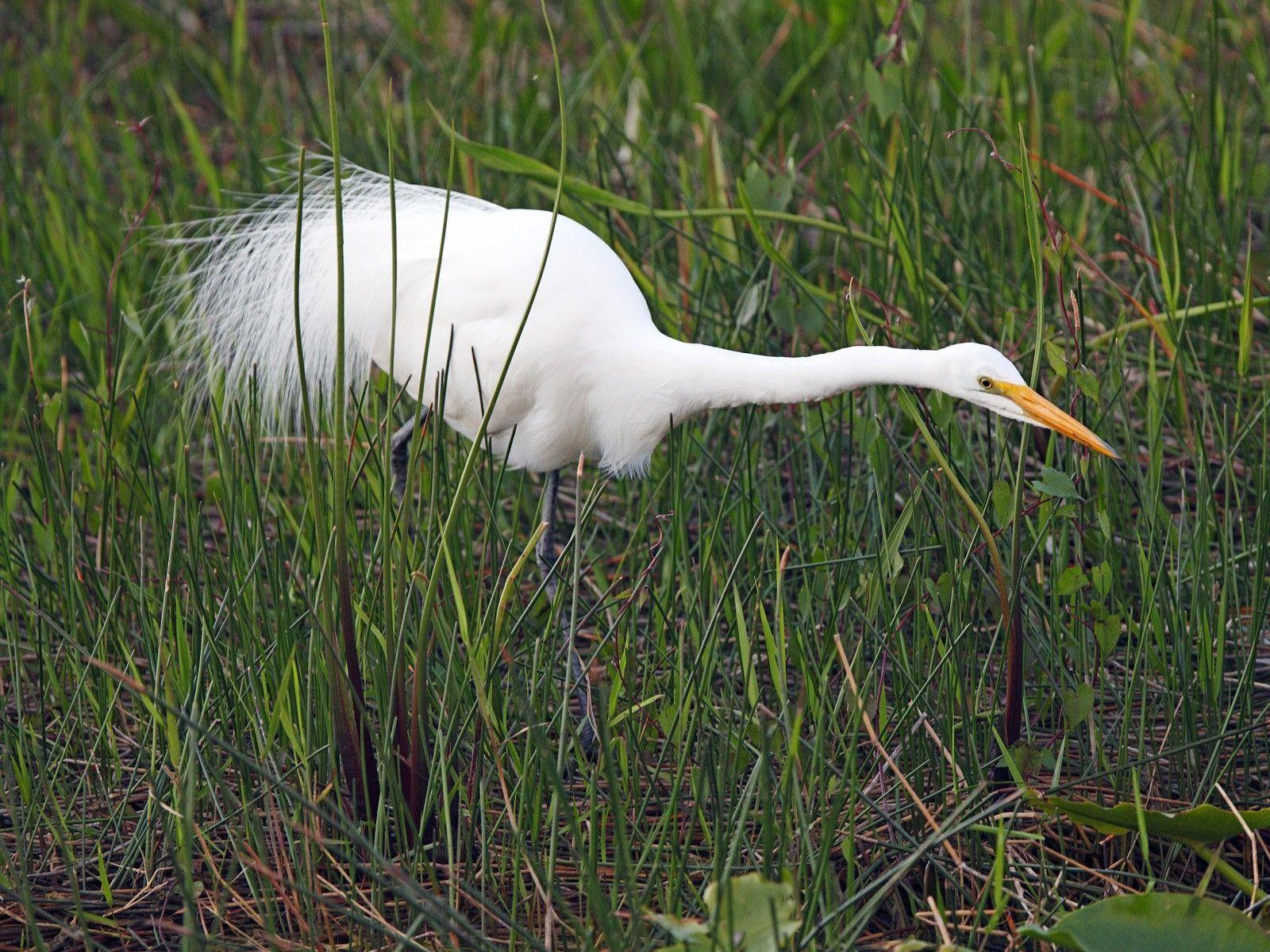 1600x1200 Download Wallpaper, Download 1600x1200 florida national park