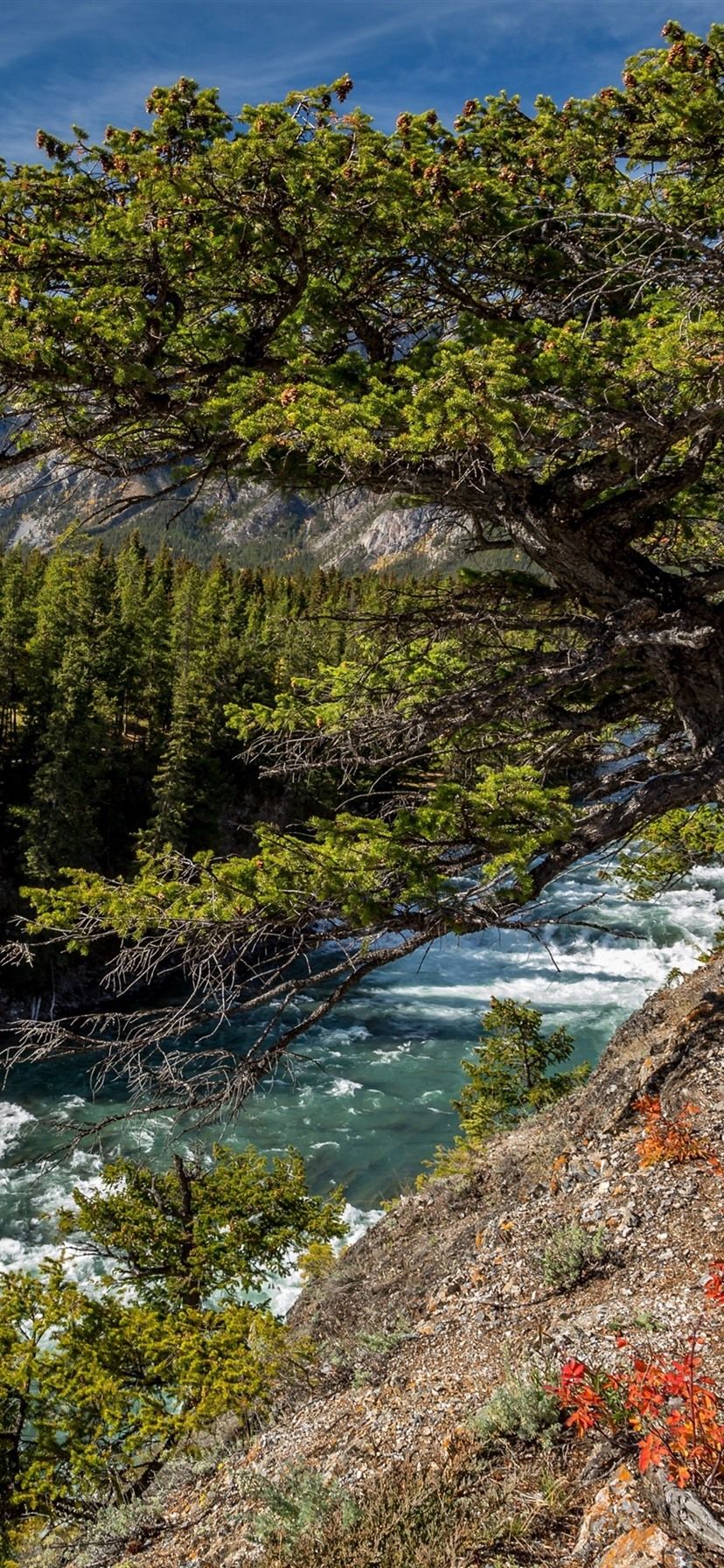 828x1792 Wallpaper Canada, Alberta, Bow River, forest, trees 3840x2160 UHD 4K Picture, Image