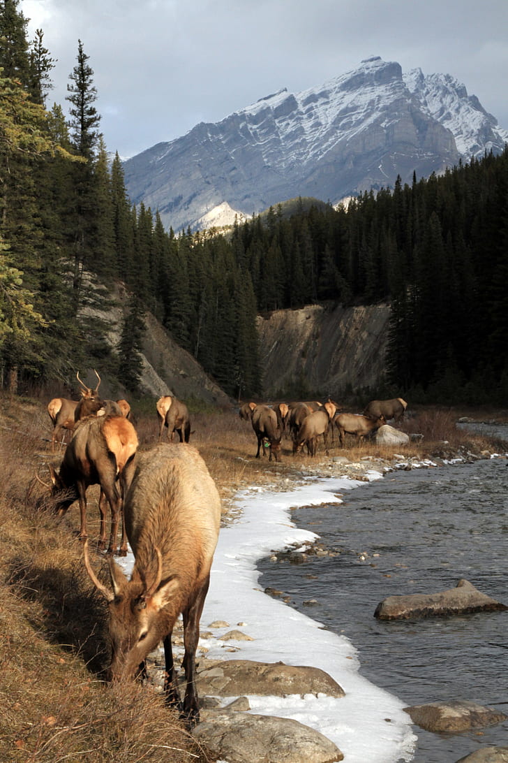 728x1092 Bow river 1080P, 2K, 4K, 5K HD wallpaper free download