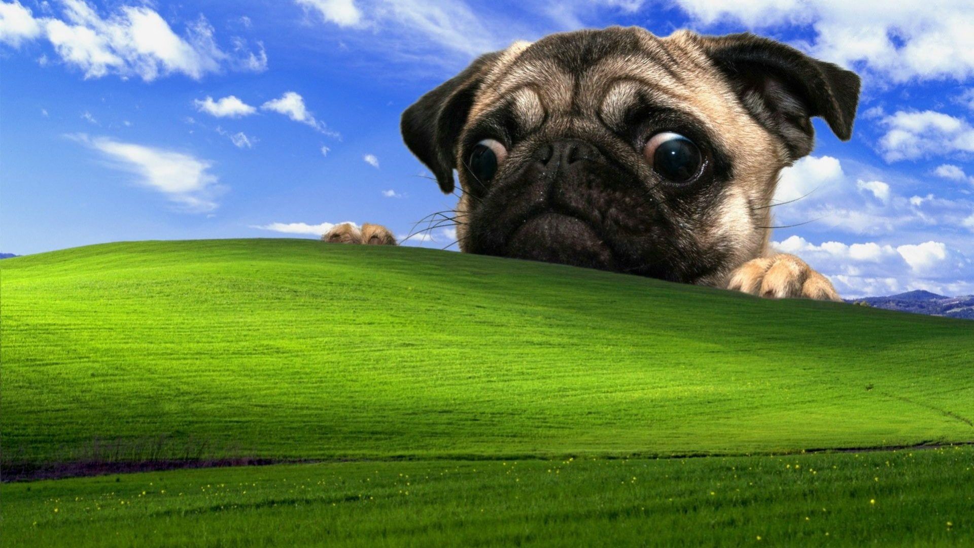 1920x1080 Windows XP and Pug Field Wallpaper [1920*1080]