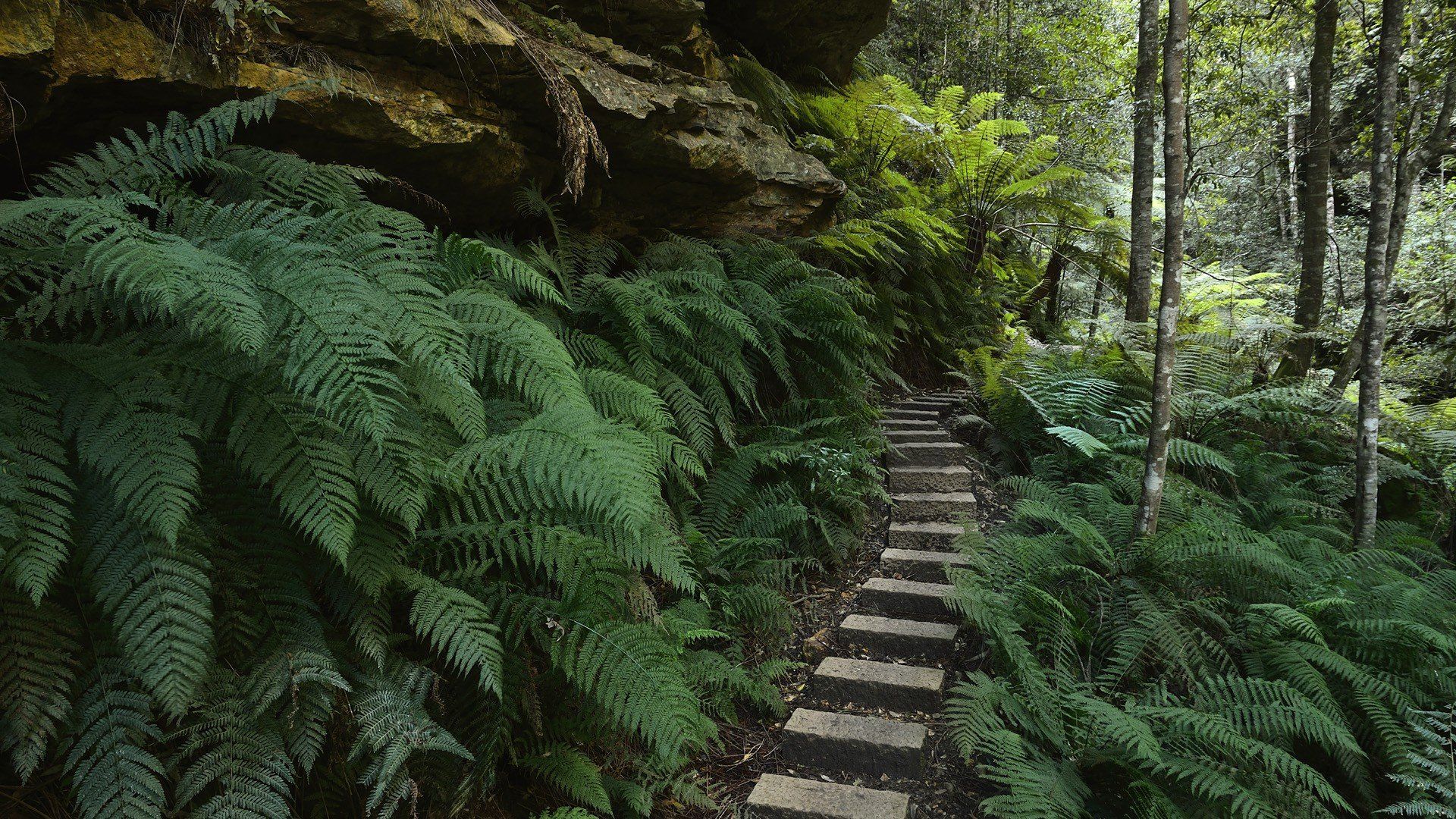 1920x1080 blue, Mountains, Australia, Ferns, National, Park, New, South, Wales Wallpaper HD / Desktop and Mobile Background