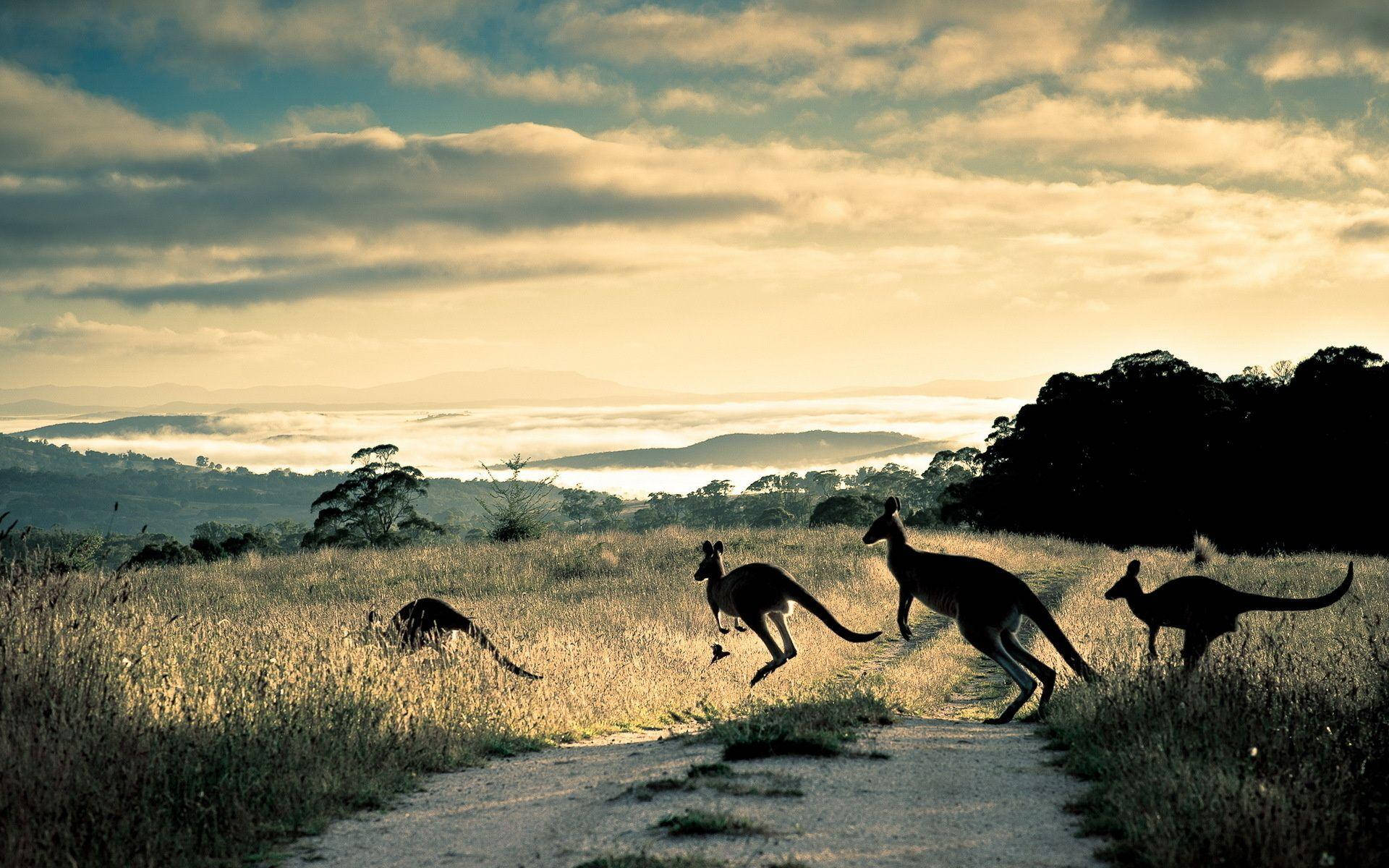 1920x1200 Download Australian Outback Crossing Kangaroo Wallpaper