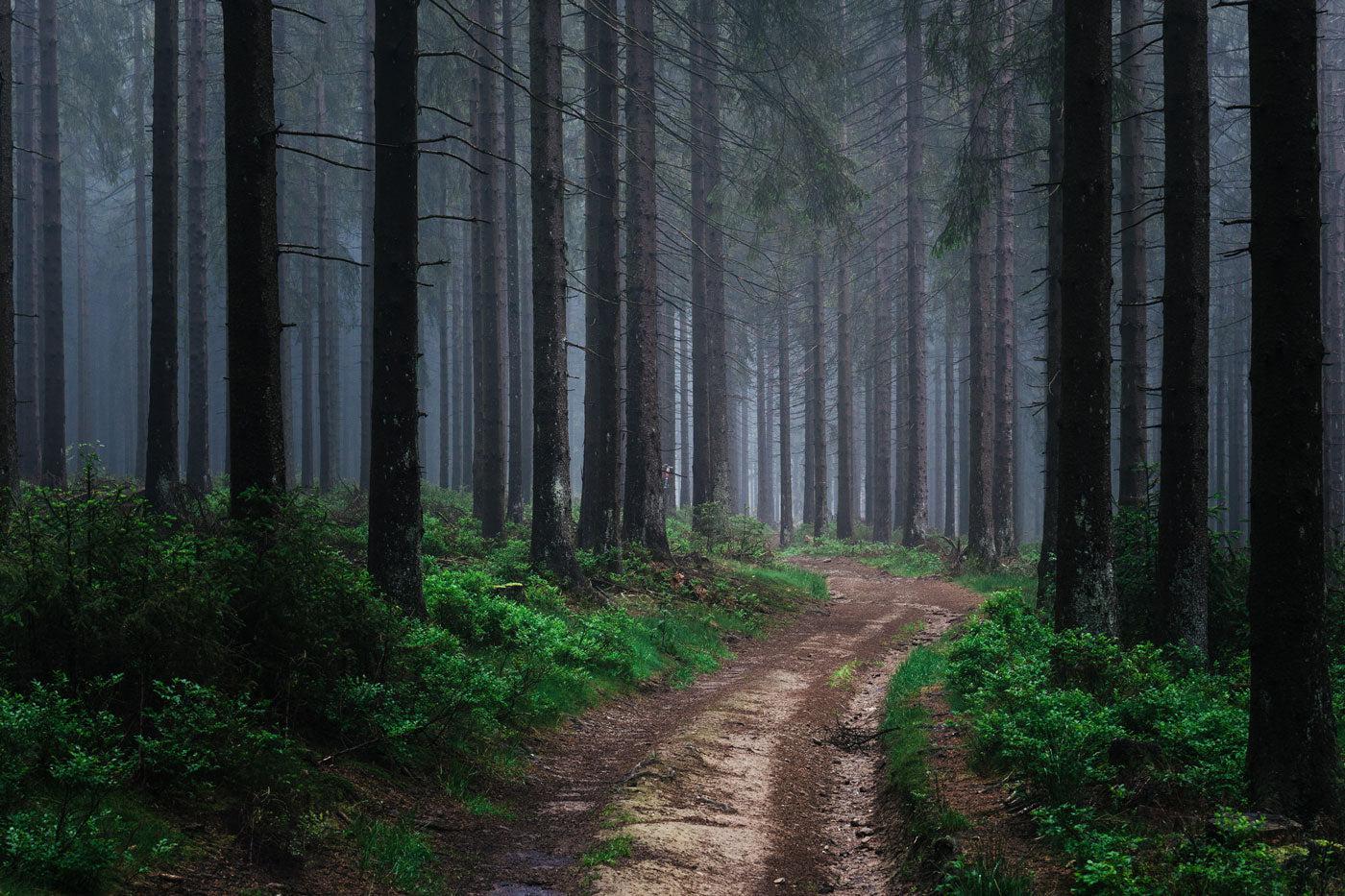 1400x933 Moody Forest Wall Mural