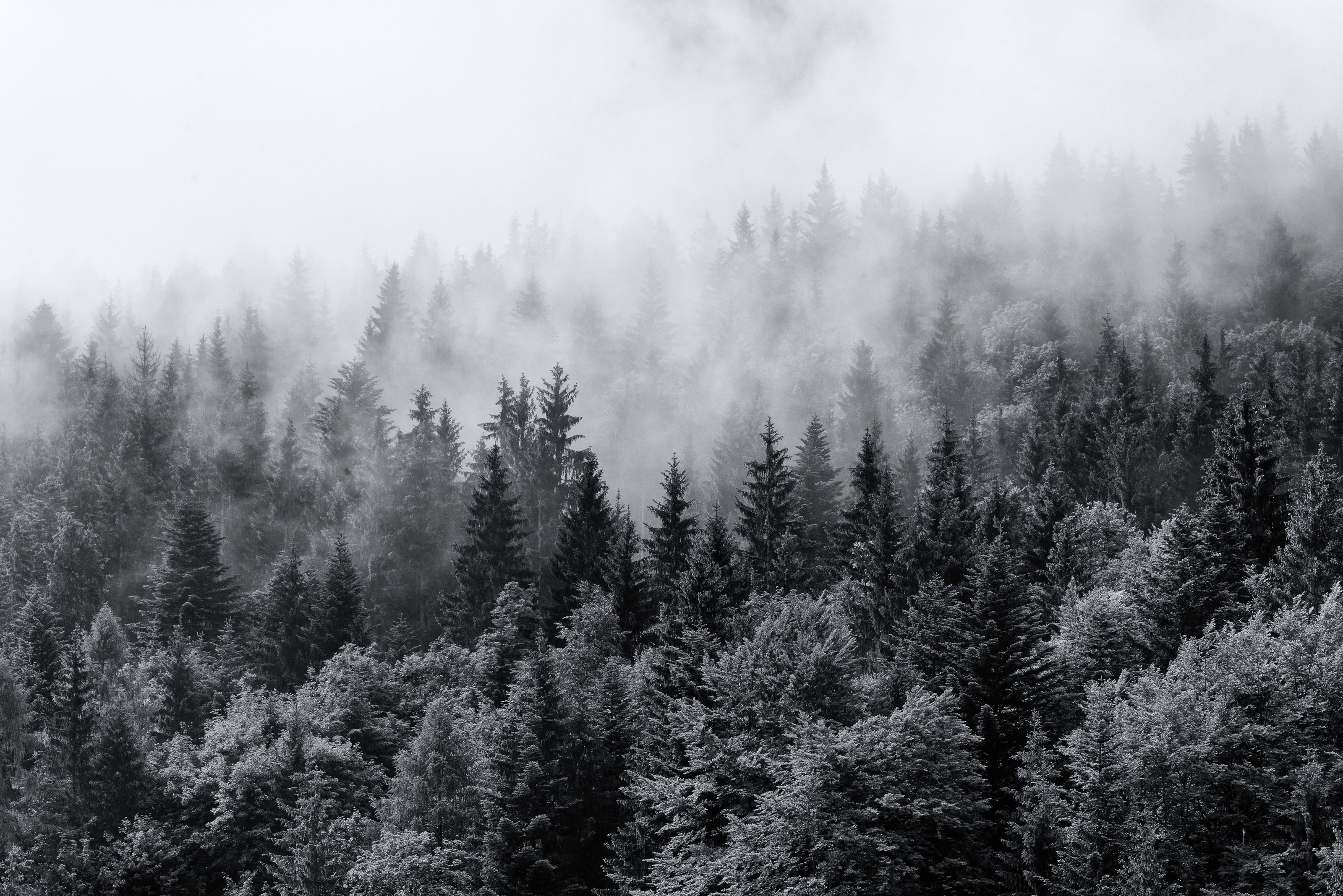 3200x2136 Moody Forest Haze Wall Mural