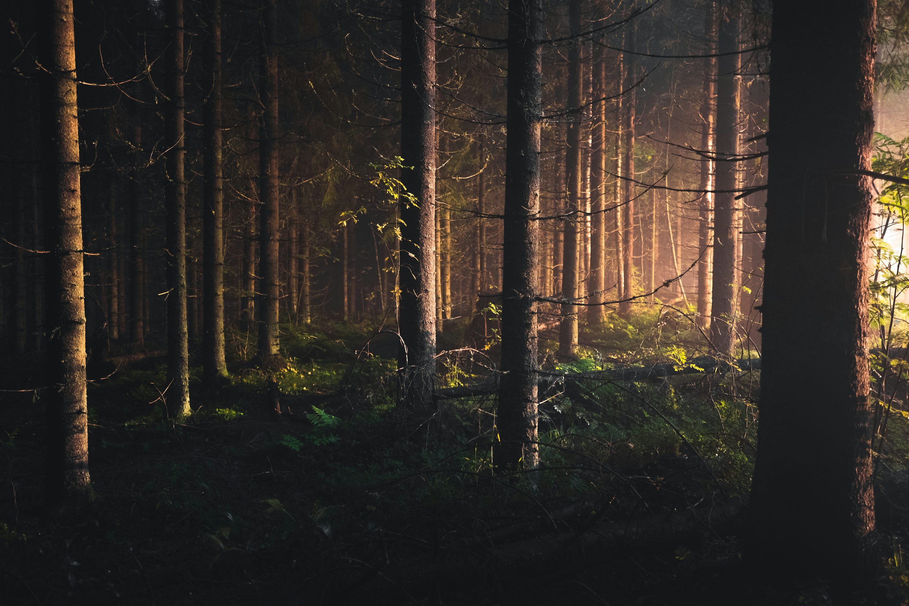3000x2000 Moody Forest Picture. Download Free Image