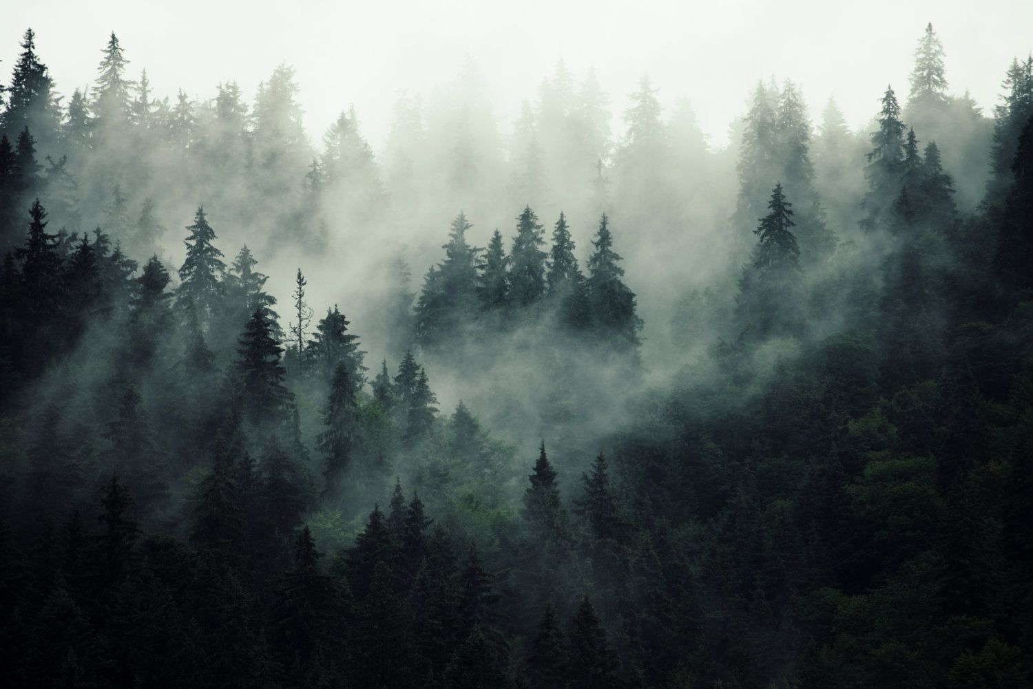 1500x1001 Moody Forest Misty Wallpaper Mural