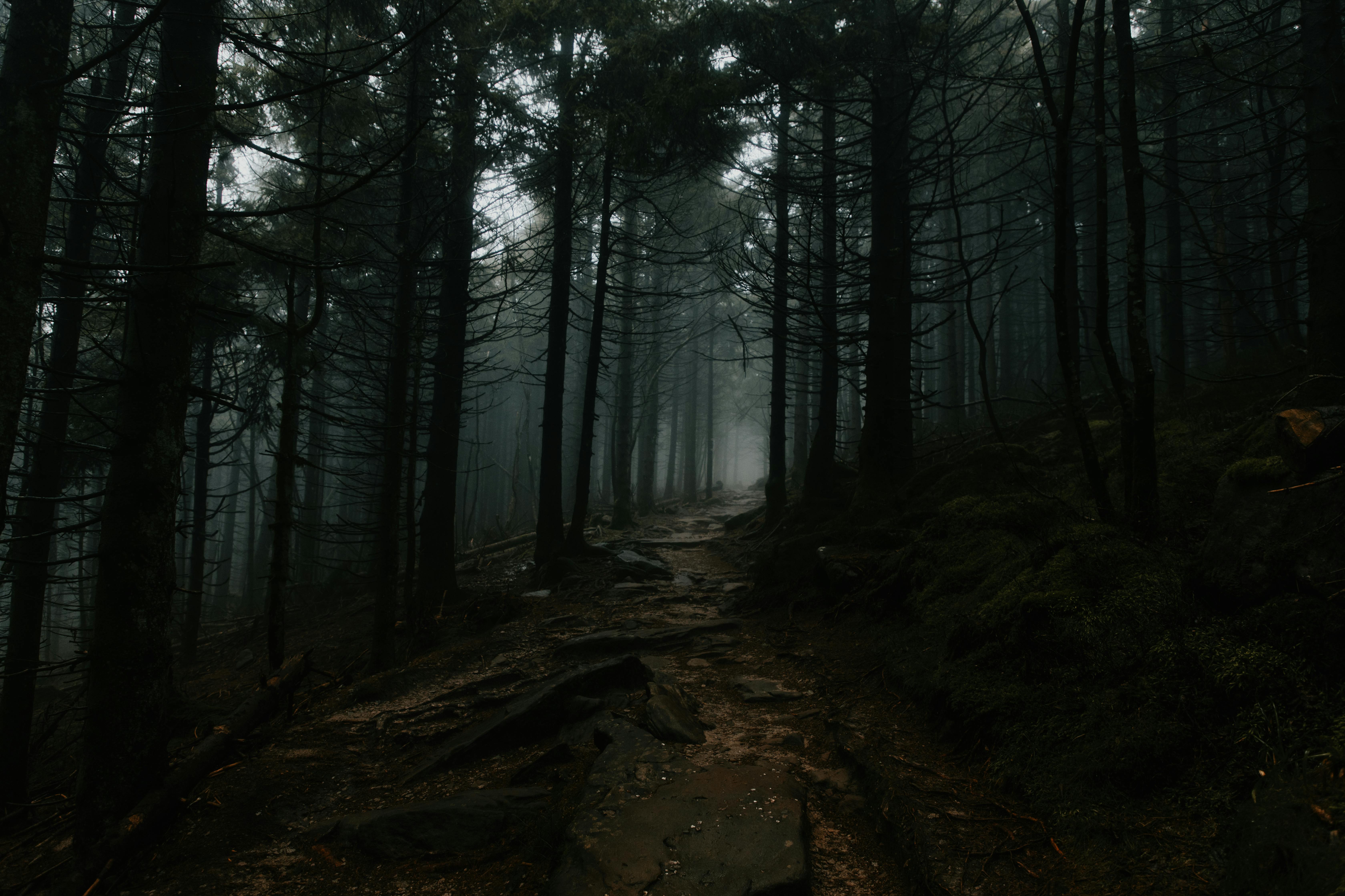 6720x4480 Moody Foggy Path in Dark Forest Landscape · Free