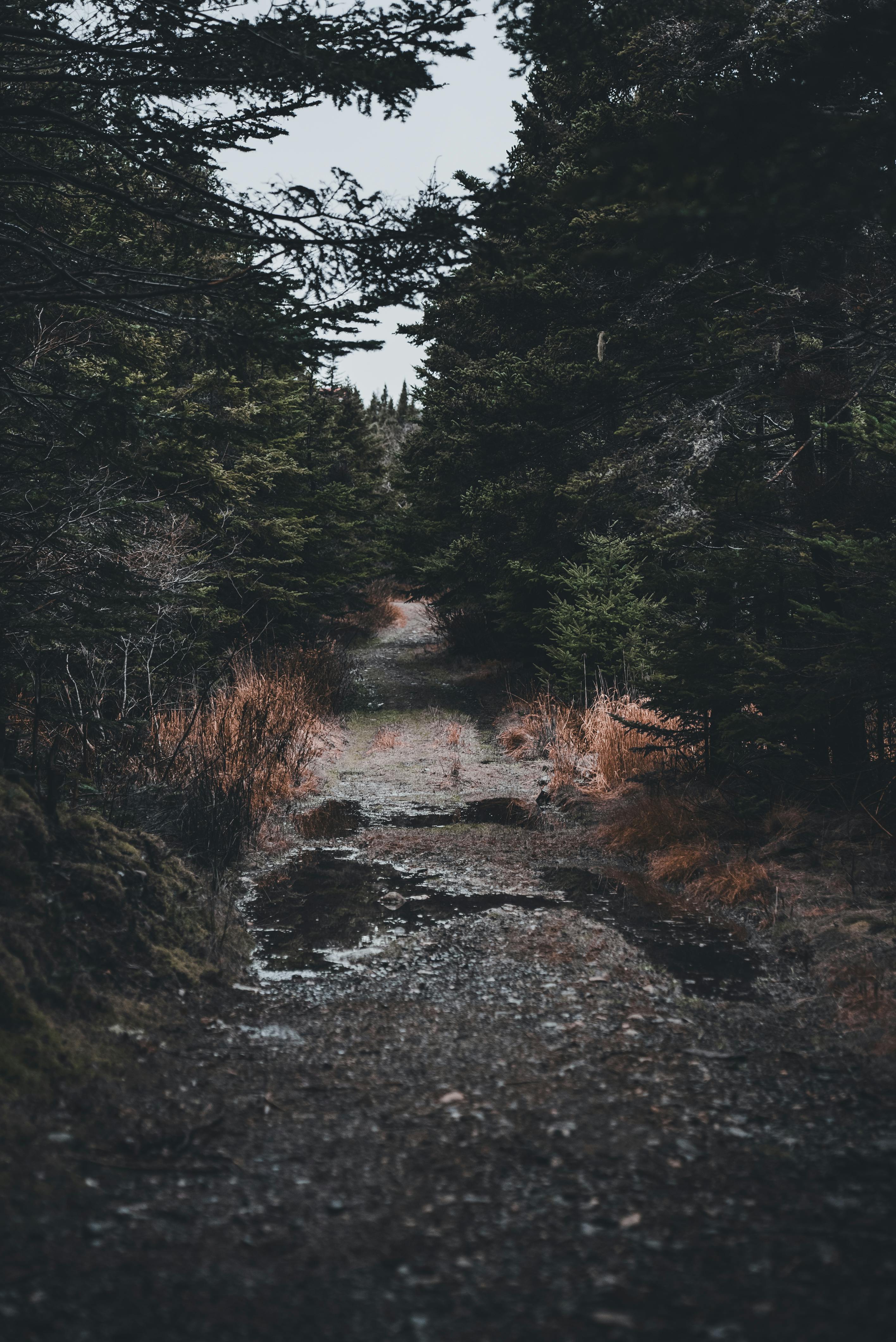 2832x4240 Moody Forest Path in Autumn Woods · Free