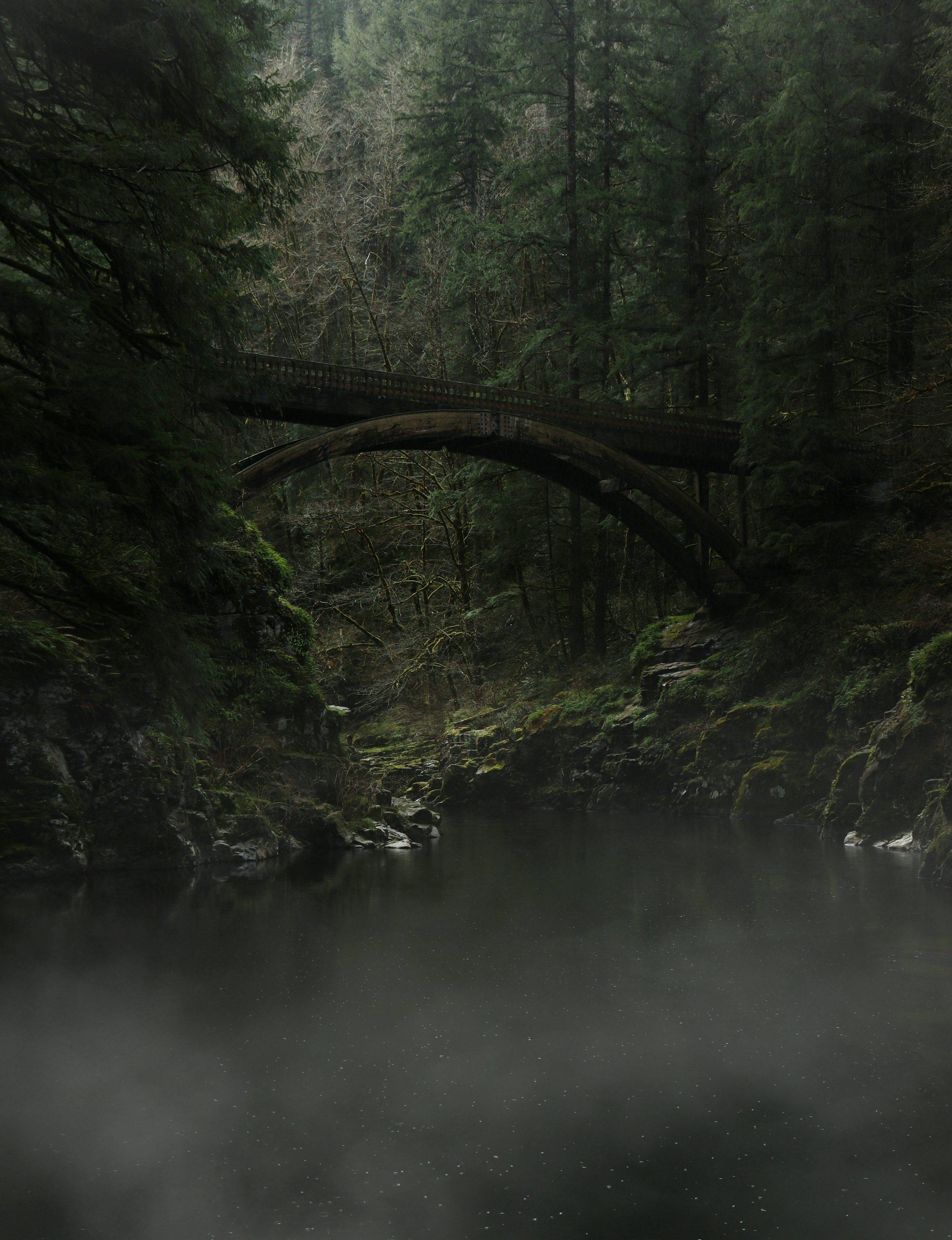 3000x3906 Moody Forest Picture. Download Free Image