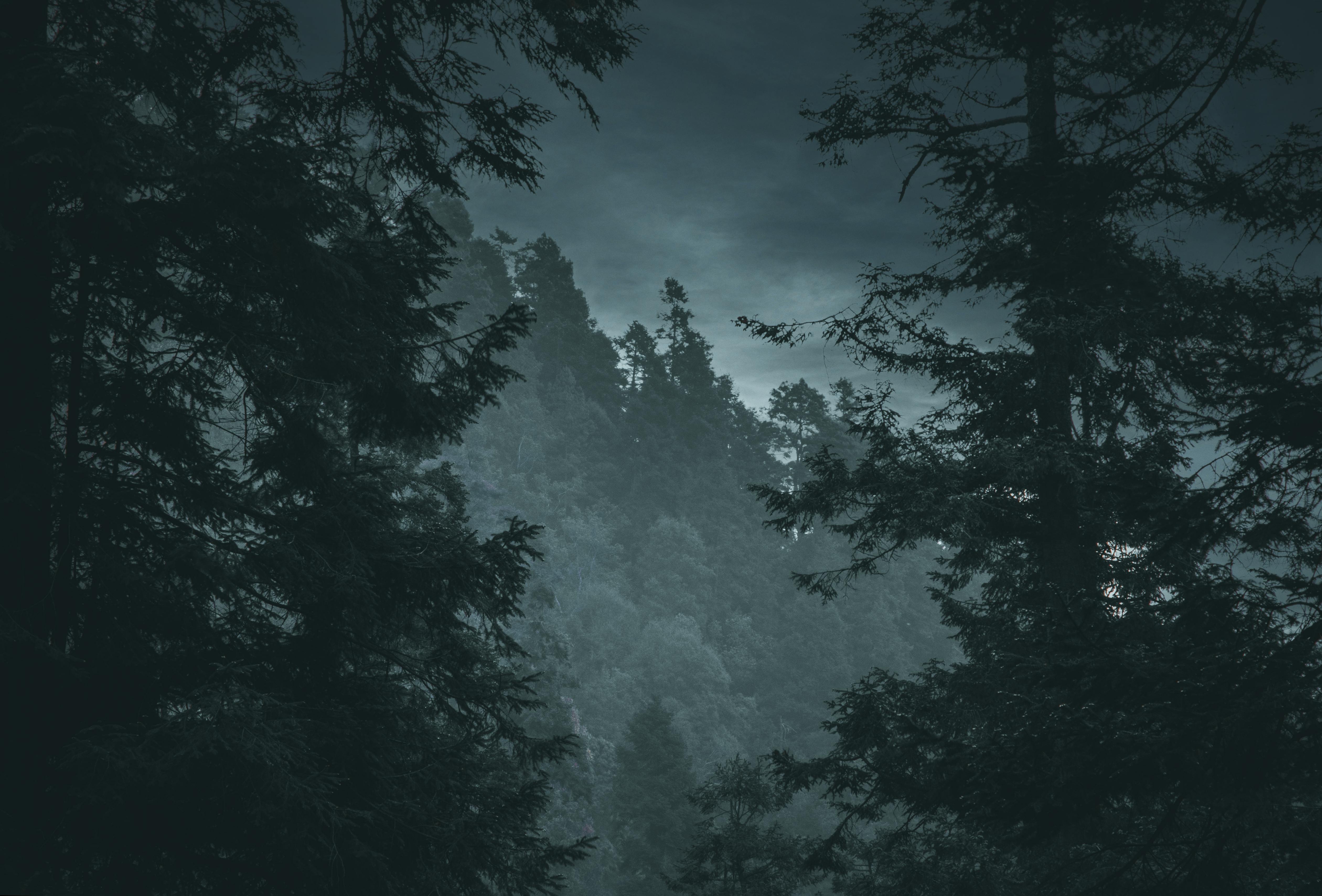 5041x3419 Moody Forest Landscape at Twilight · Free